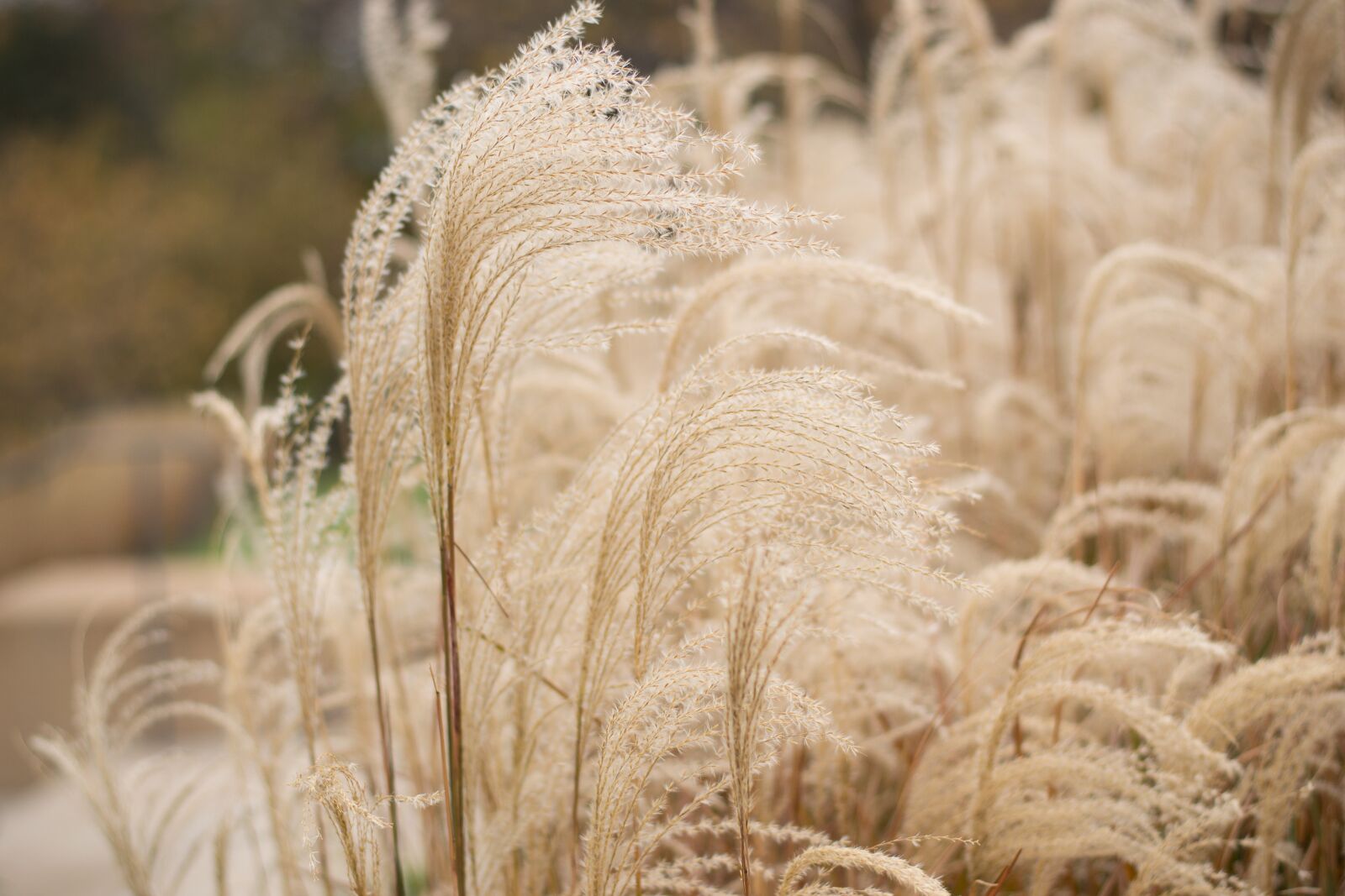 Nikon D3100 sample photo. Pampas grass, brown, fall photography