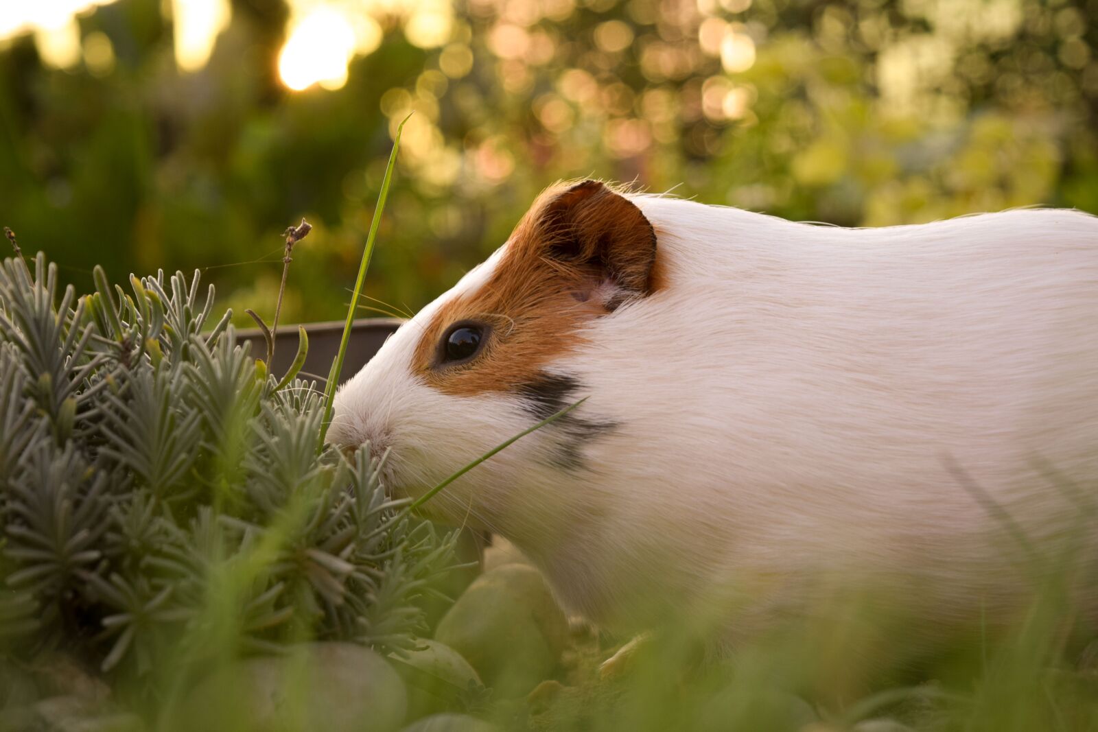 Nikon D3300 sample photo. Sun, summer, guineapig photography