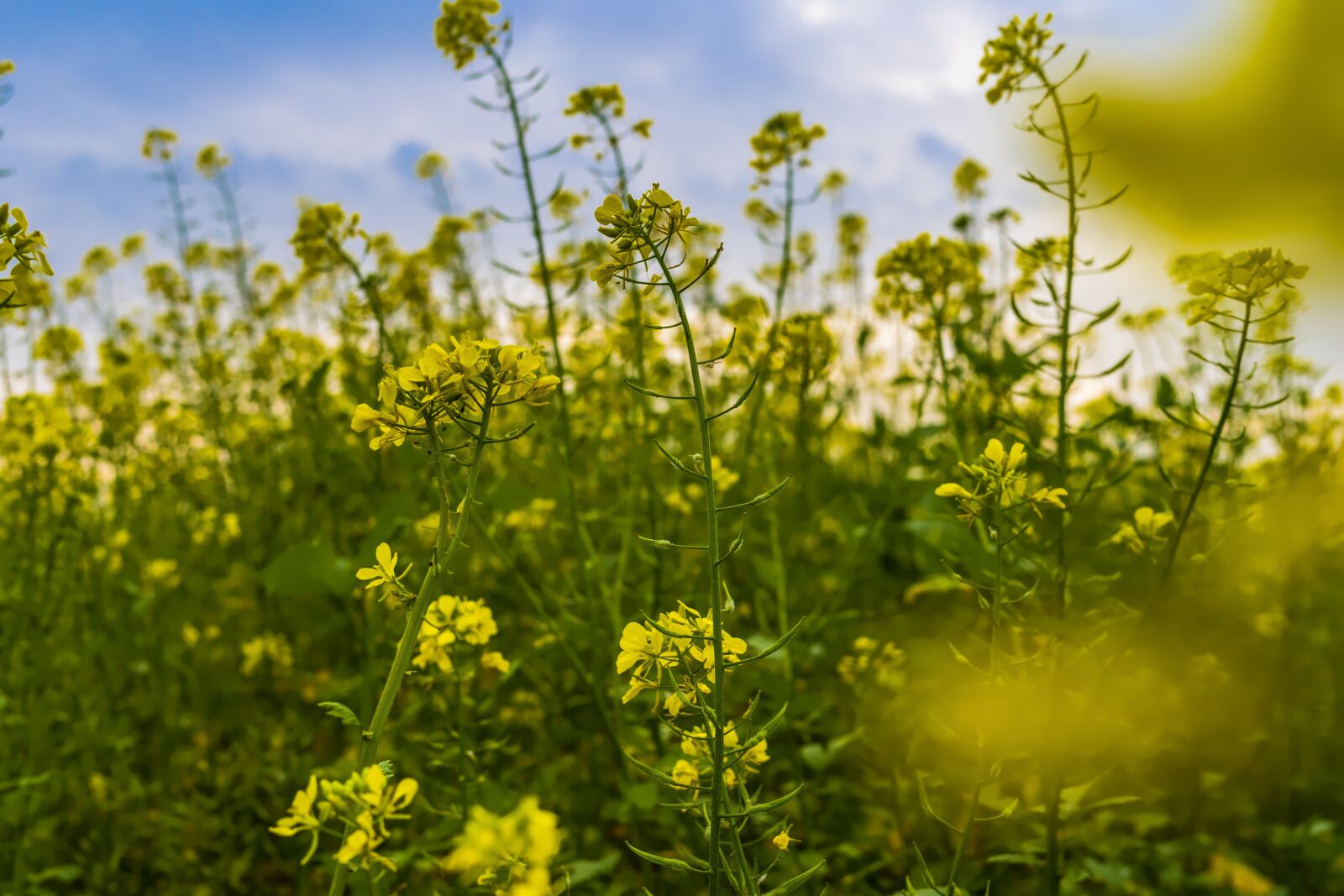 Sony a6300 + Sigma 30mm F2.8 EX DN sample photo. Field, agriculture, oilseed rape photography