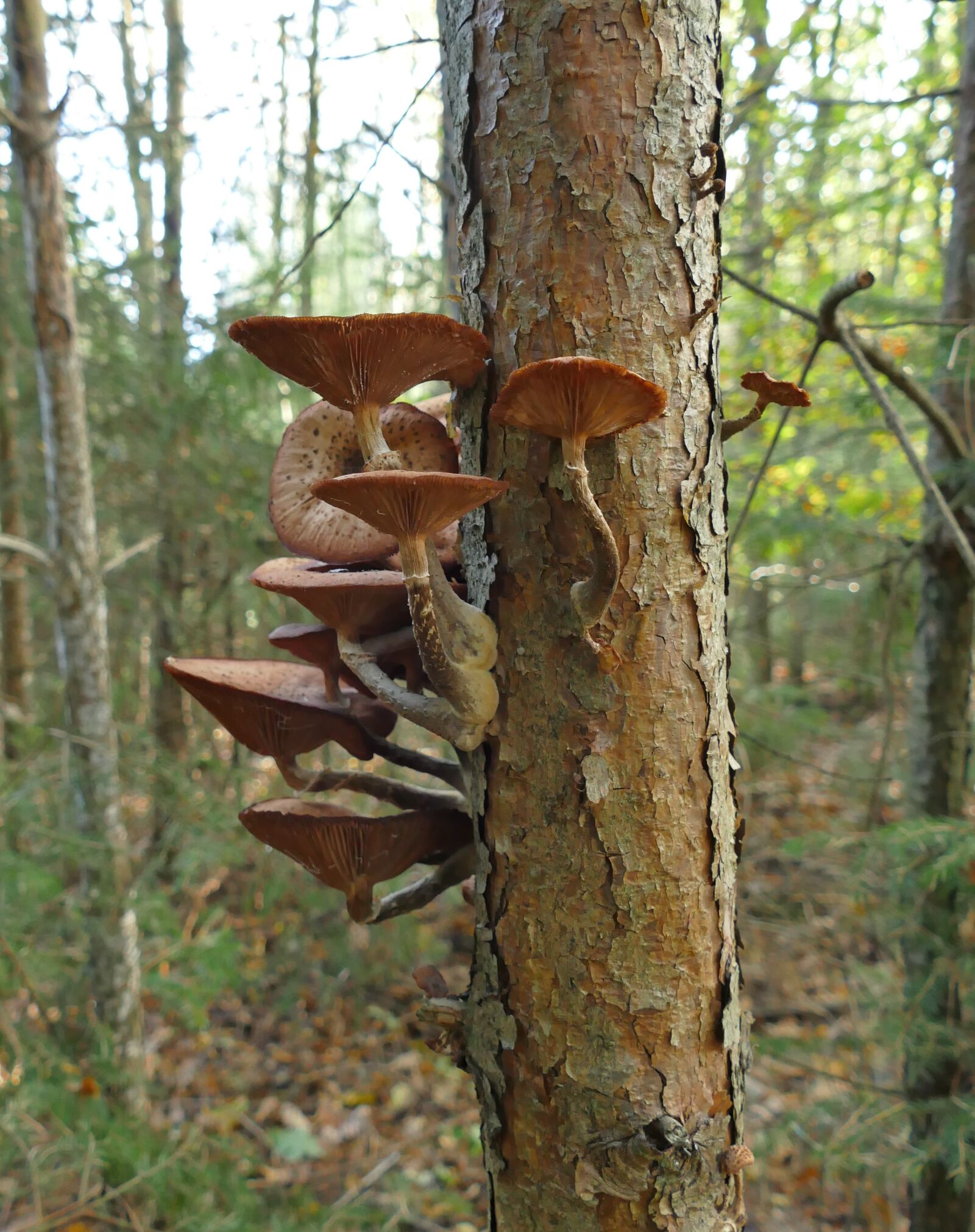 Panasonic Lumix DMC-FZ1000 sample photo. Mushrooms, forest, tree photography
