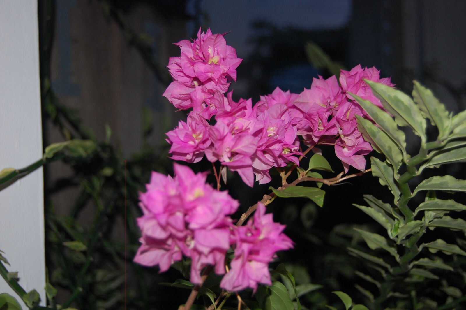 Nikon D40 sample photo. Flowers, nature, rose photography
