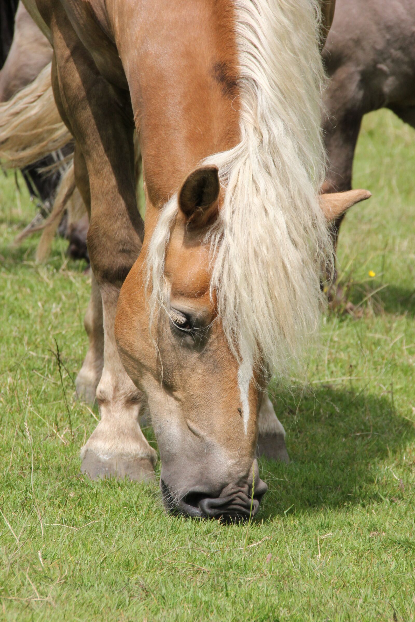Canon EOS 550D (EOS Rebel T2i / EOS Kiss X4) sample photo. Haflinger, graze, horse head photography