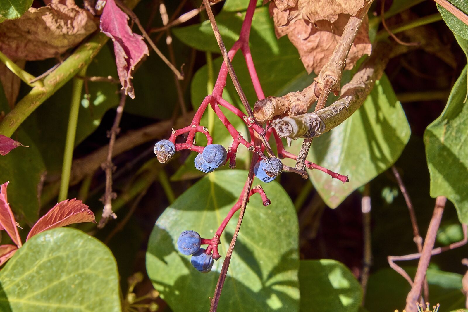 Nikon D7200 sample photo. Leaves, autumn, colorful photography