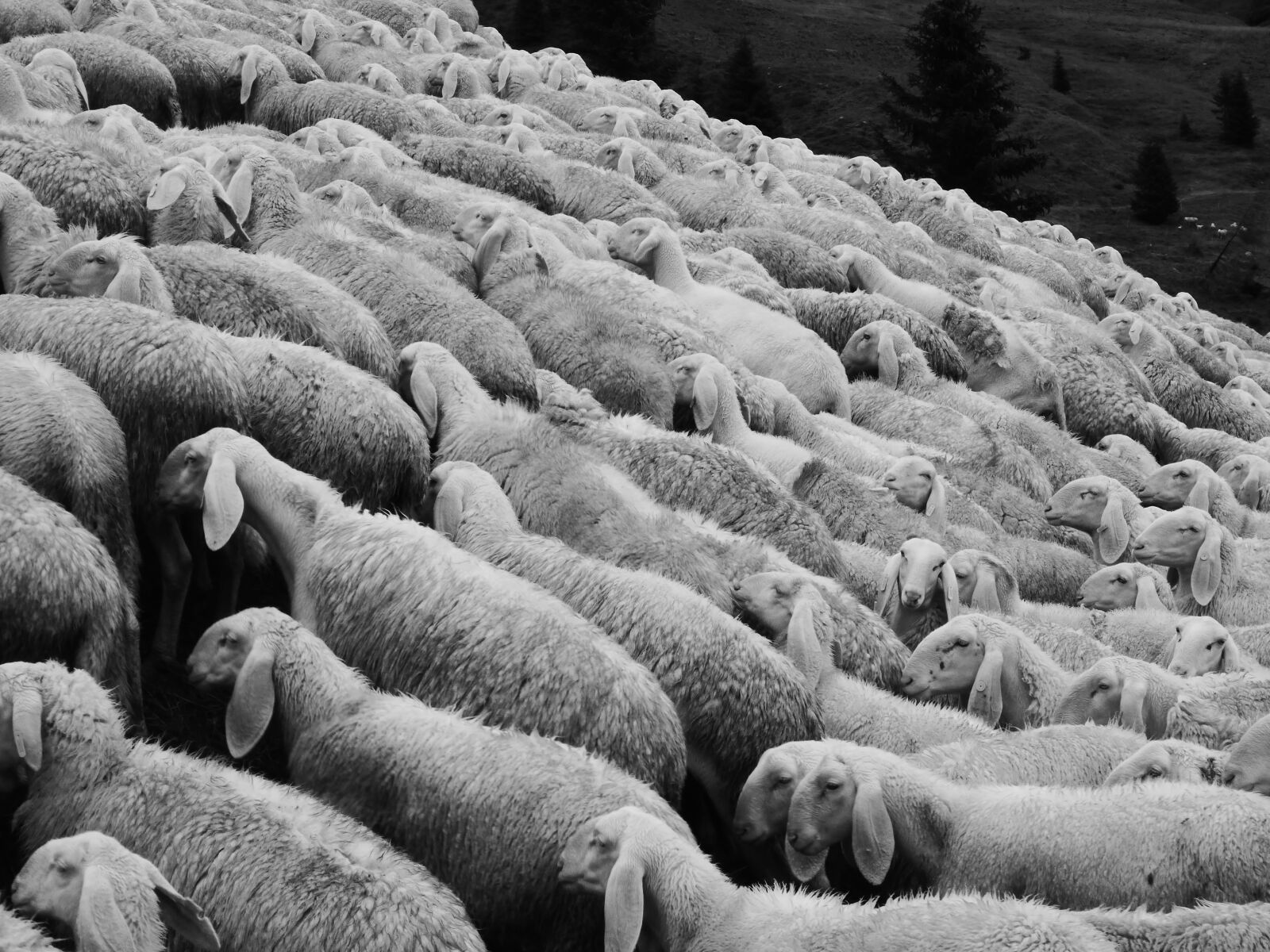 Panasonic Lumix DMC-TS5 (Lumix DMC-FT5) sample photo. Sheep, flock of sheep photography