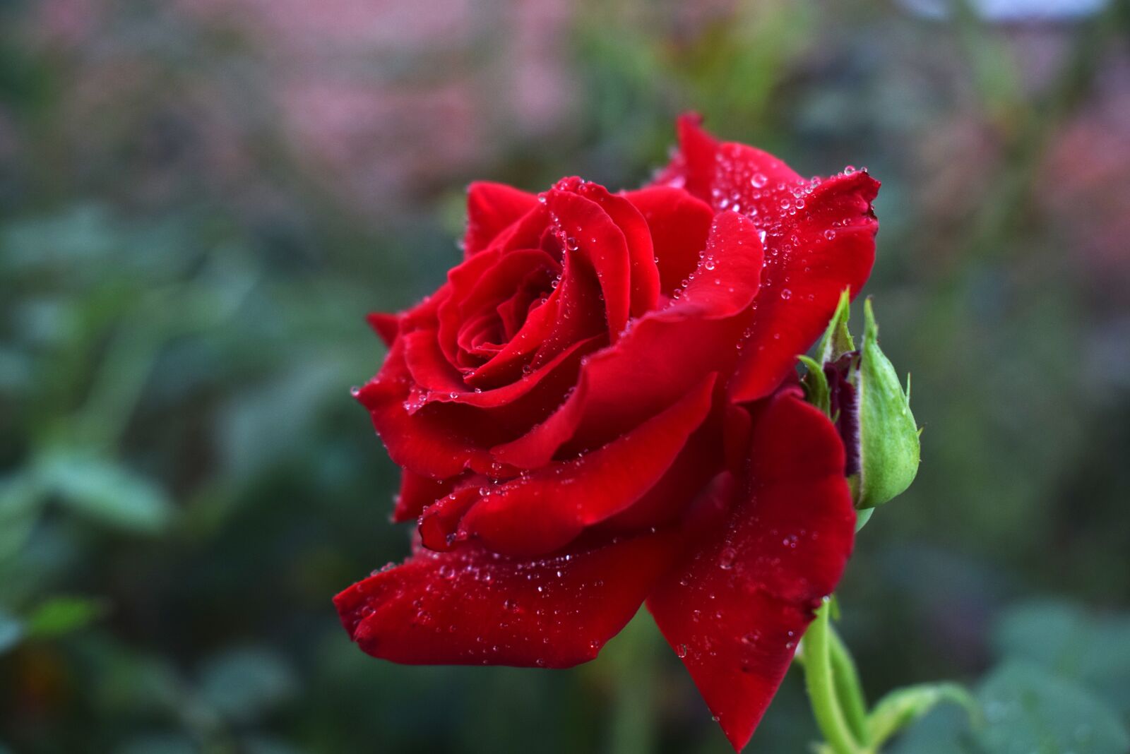 Nikon D3300 sample photo. Rose, roses, red photography