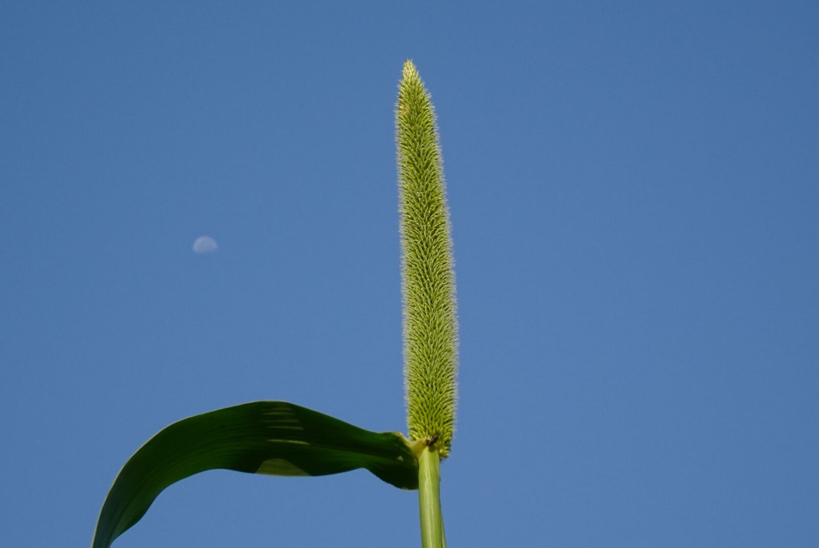 Sony DSC-WX800 sample photo. Pearl millet, pennisetum glaucum photography