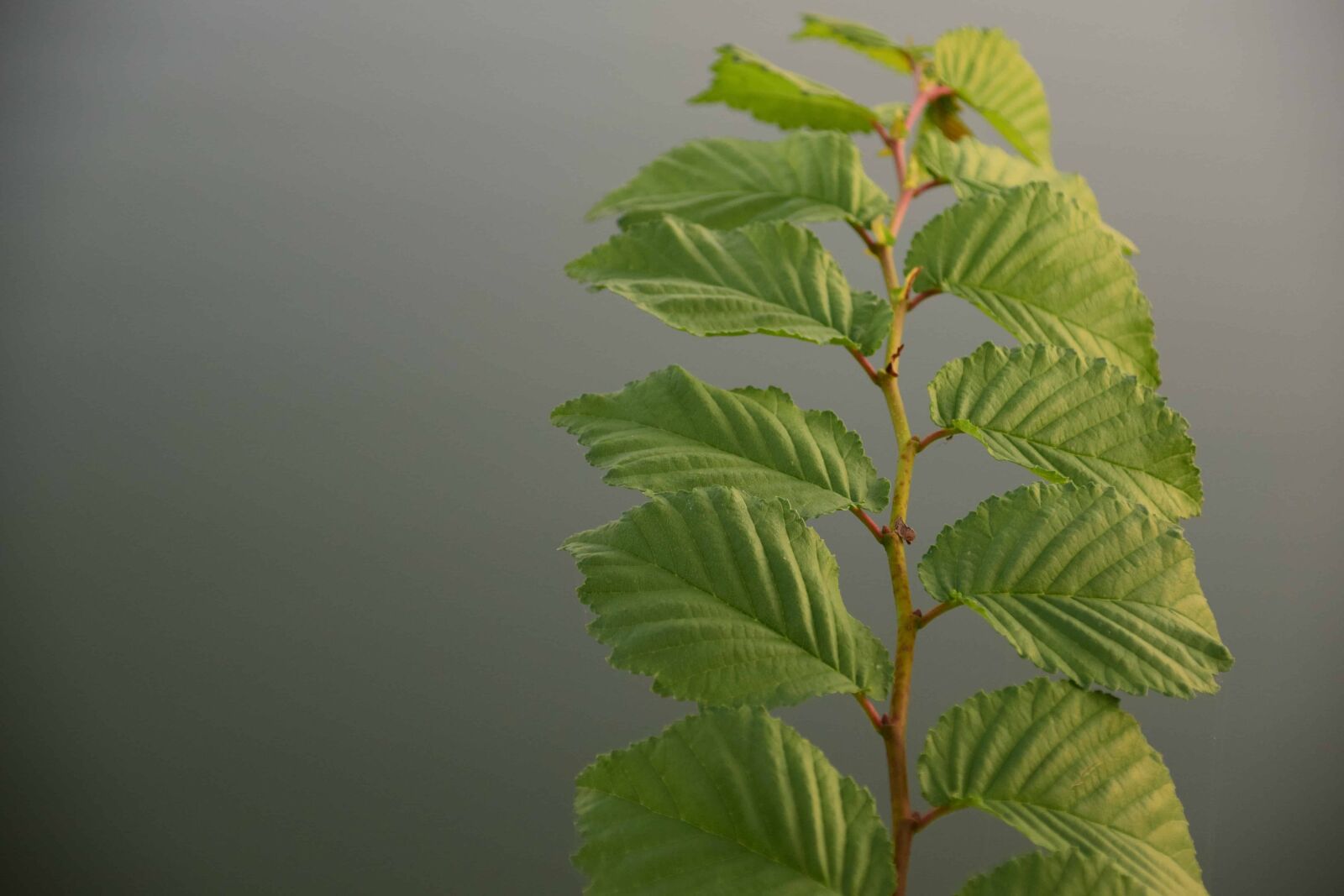 Nikon D3300 sample photo. Nature, green leaf, plant photography