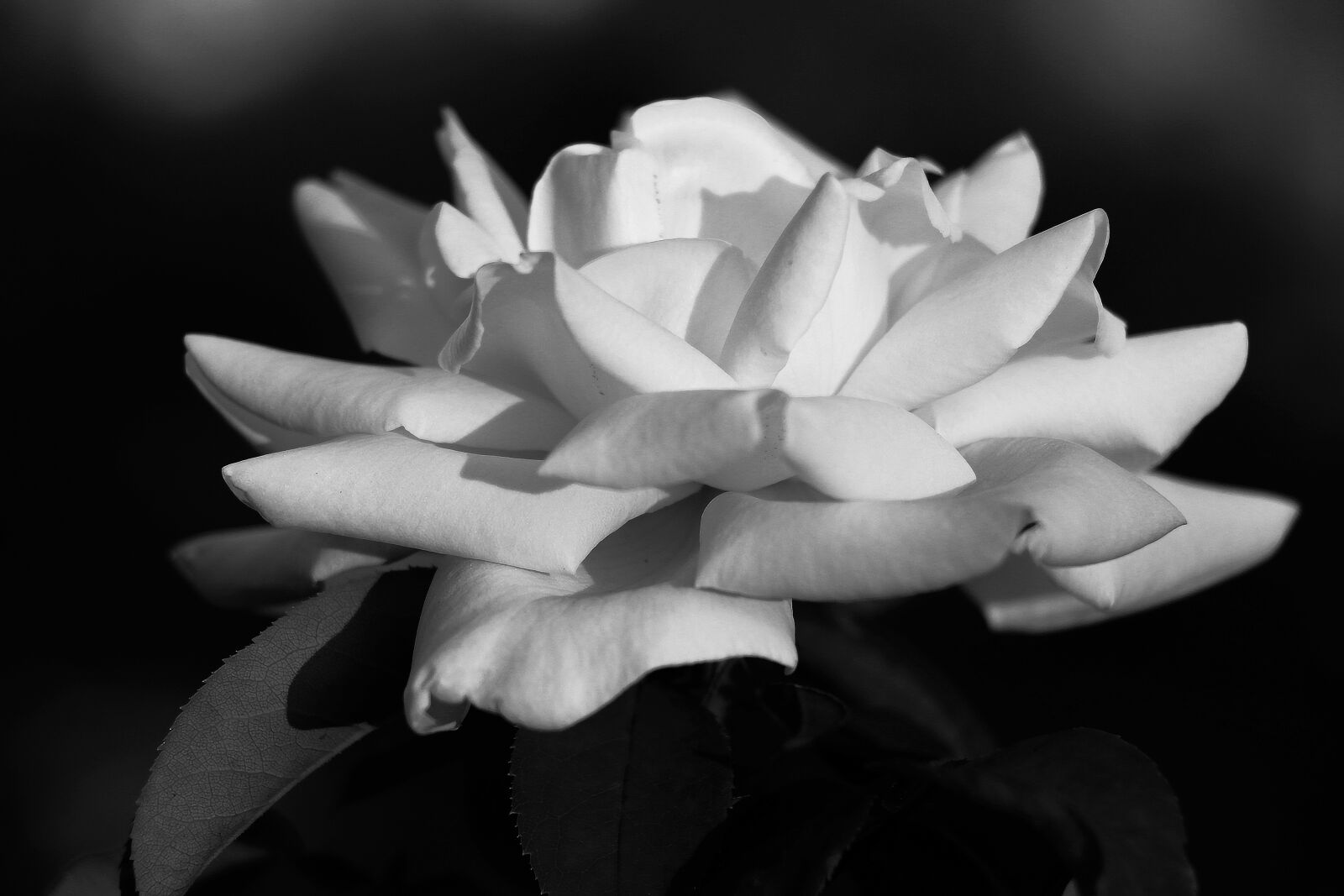 Canon EOS 70D sample photo. Nature, flora, flower photography