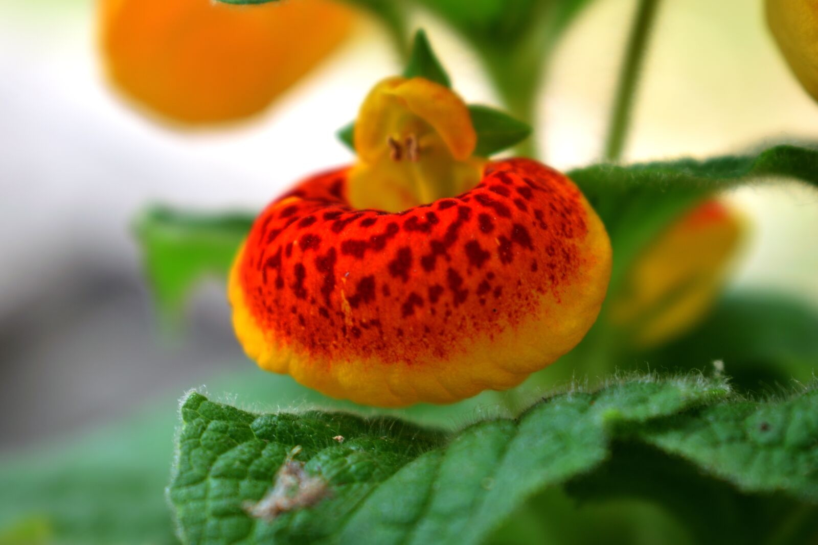 Nikon D5300 sample photo. Flowers, petal, plant photography