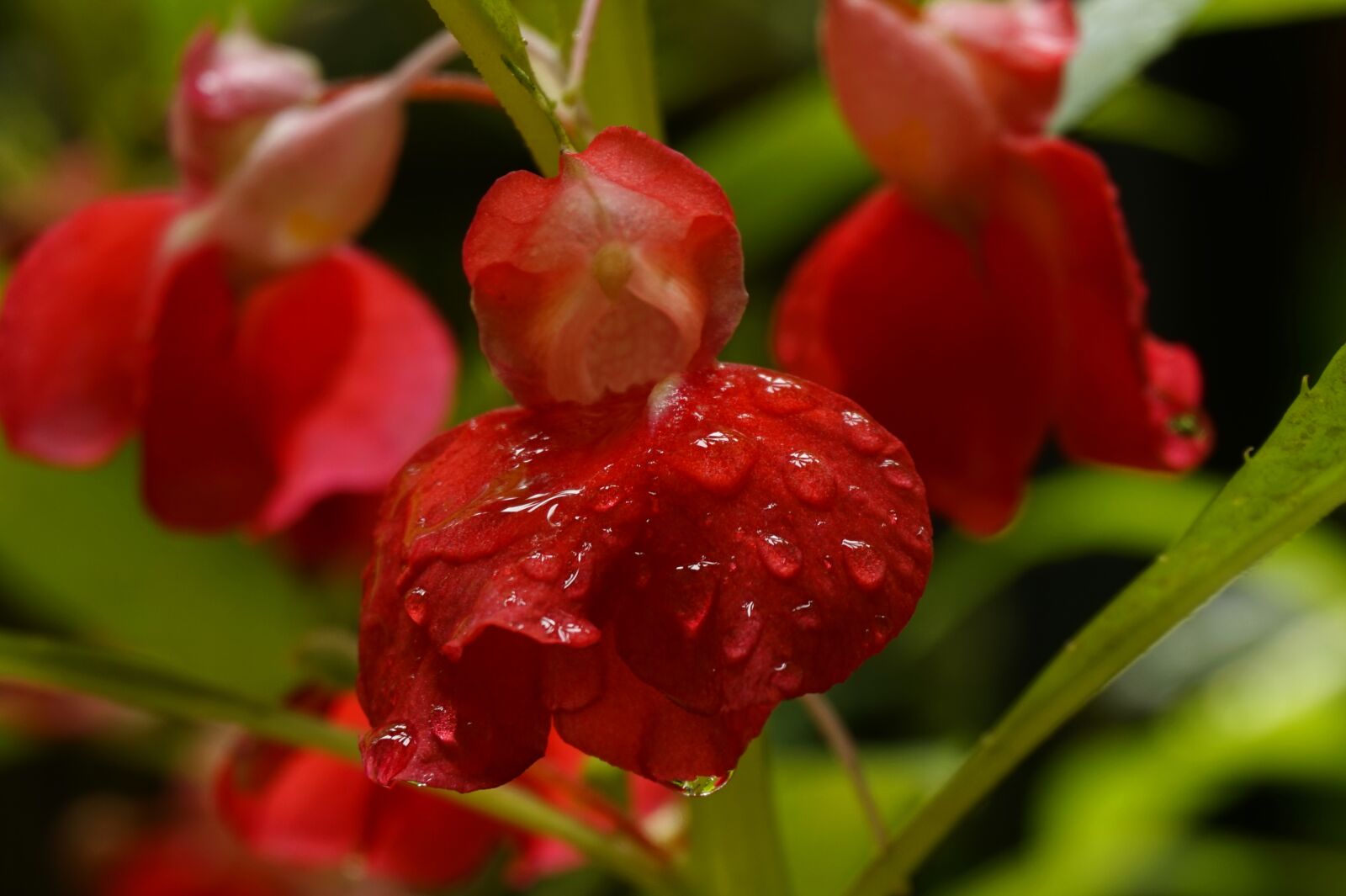 Sony Alpha a5000 (ILCE 5000) sample photo. Garden flower, orchid, flower photography