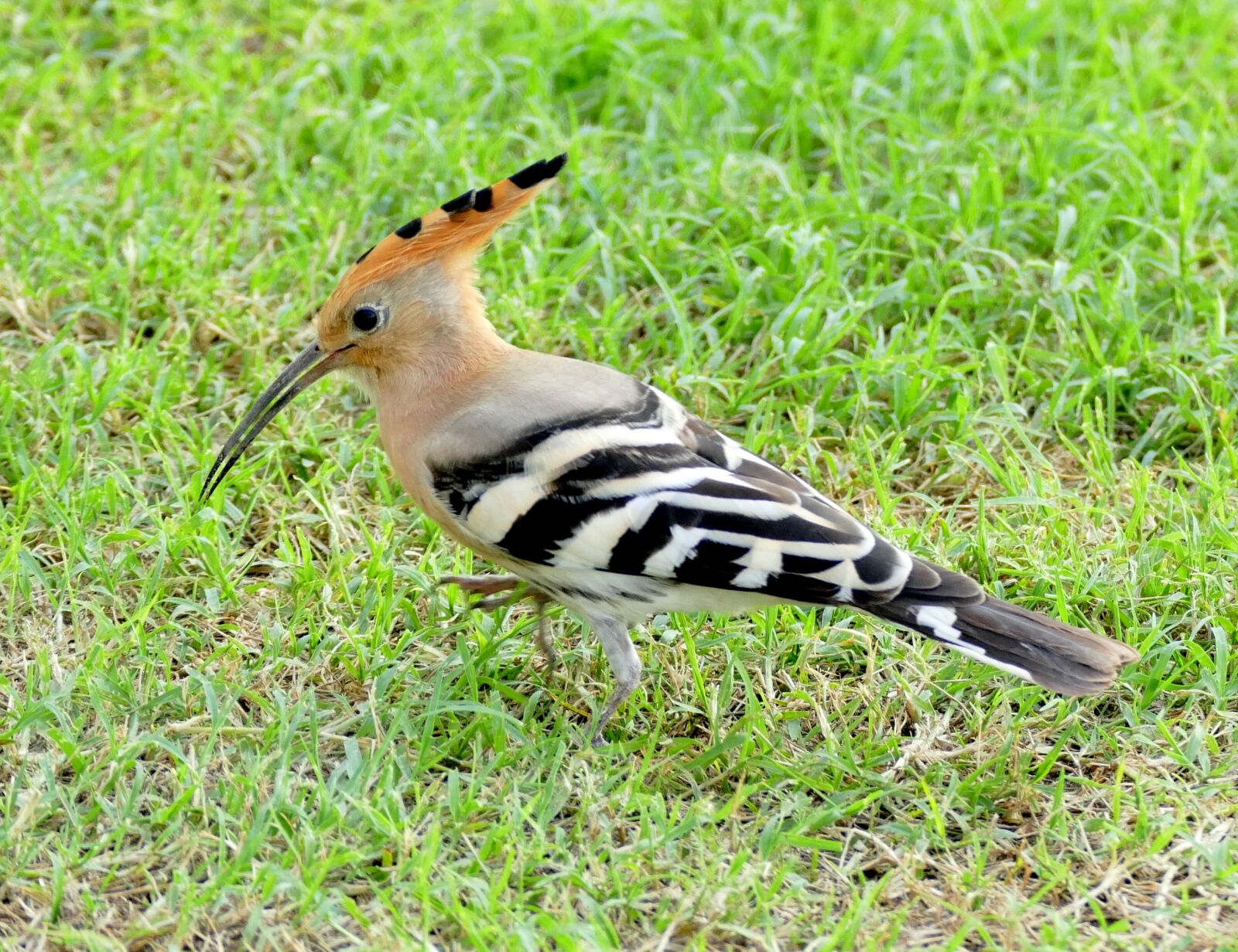Panasonic Lumix DMC-FZ1000 sample photo. Hoopoe, bird, species photography