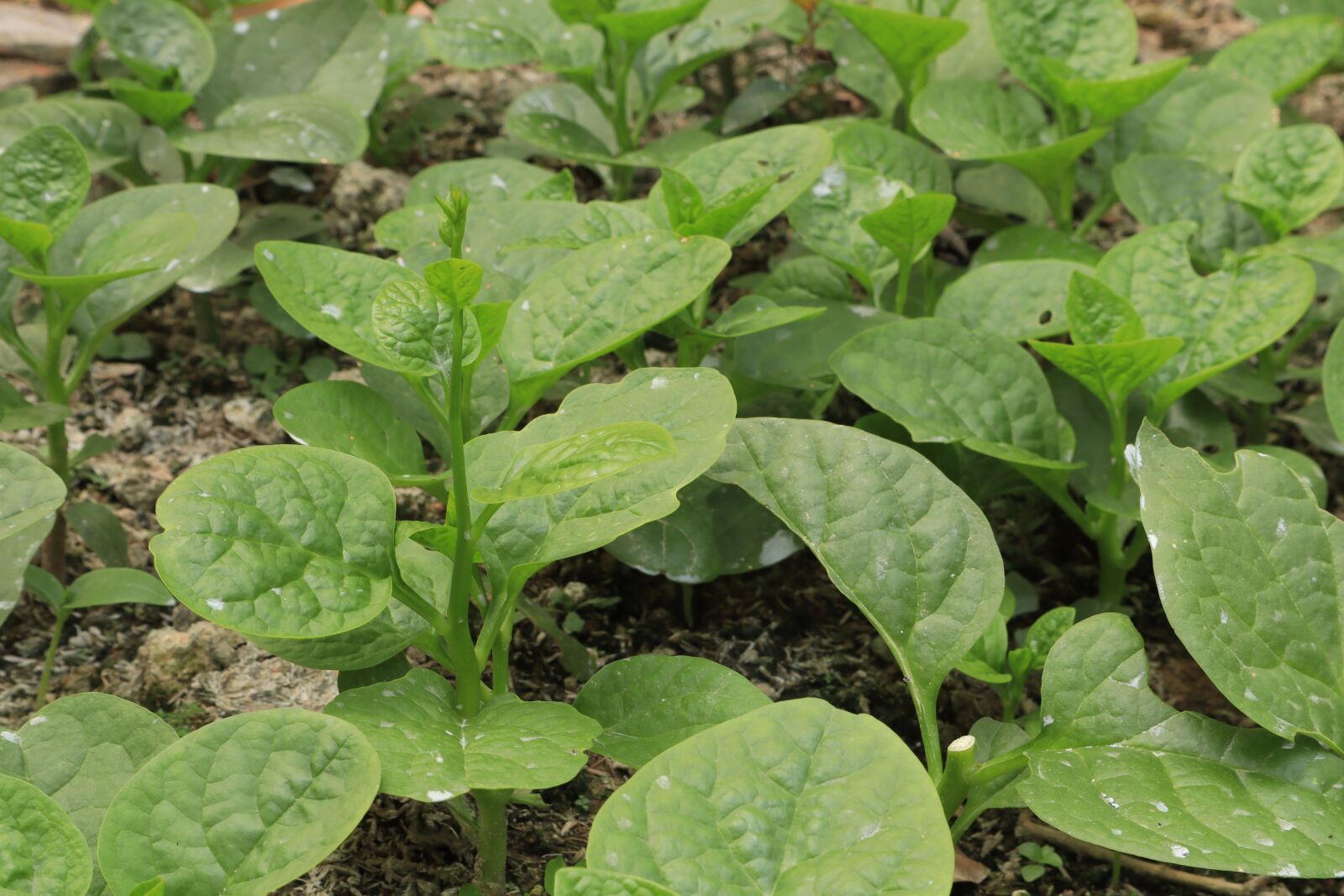 Canon EOS M50 (EOS Kiss M) sample photo. Vegetables, the garden, green photography