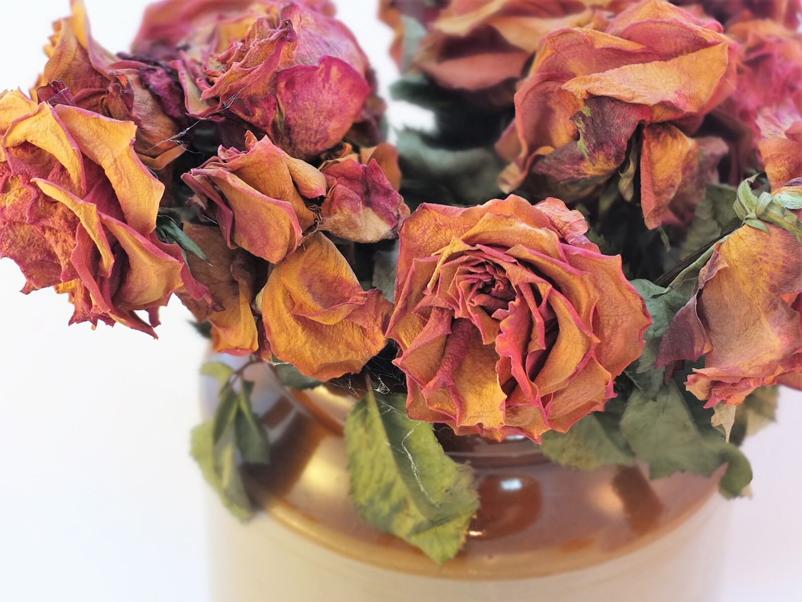 Fujifilm X10 sample photo. Dried roses, roses, cobwebs photography