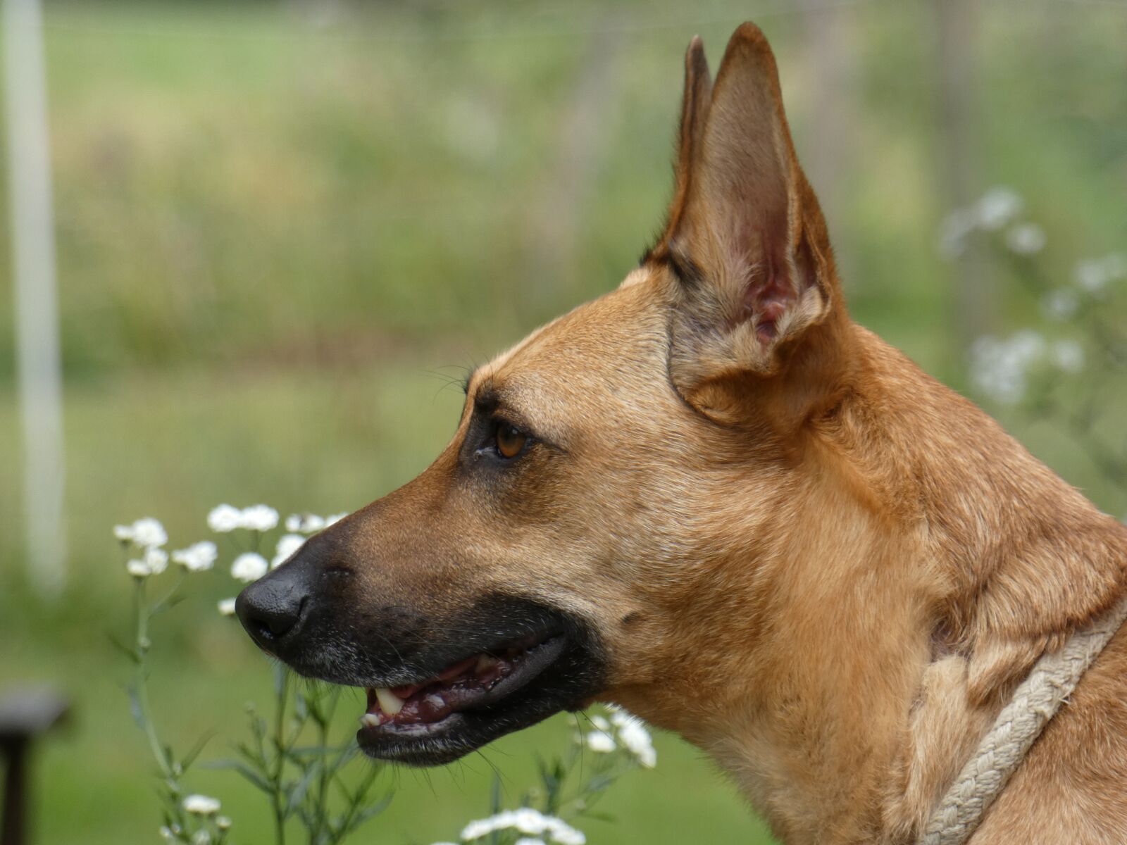 Panasonic DC-FZ83 sample photo. Dog, podenco, shepherd photography