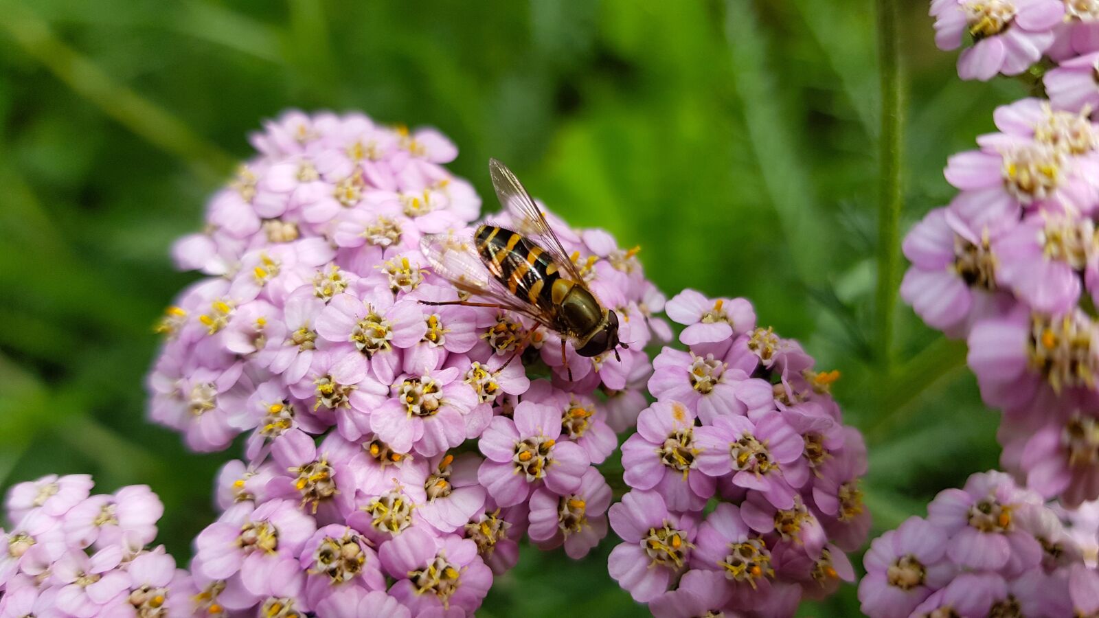 Samsung Galaxy S8 sample photo. Yarrow, bug, wasp photography
