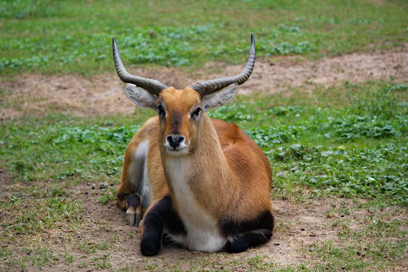 Canon EOS 550D (EOS Rebel T2i / EOS Kiss X4) sample photo. Waterbuck, red, the antelope photography