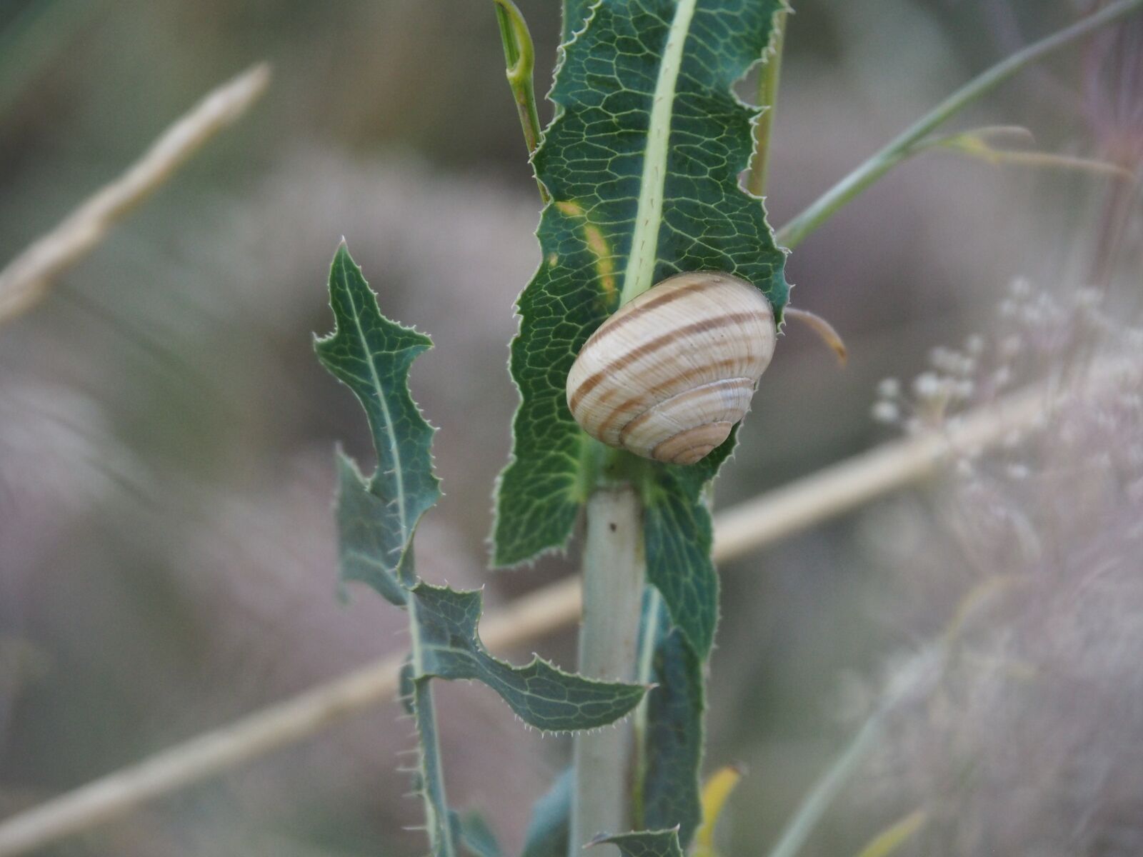 Olympus PEN E-PL7 sample photo. Snail, plant, nature photography