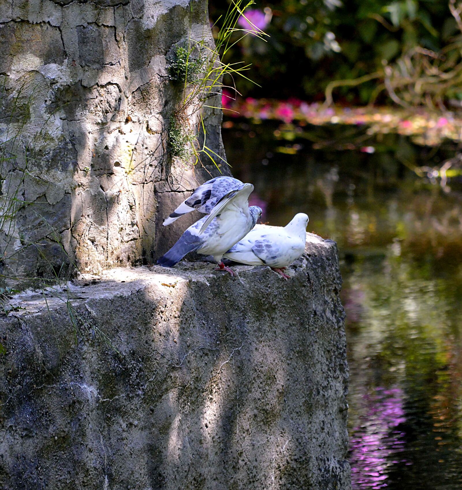 Nikon D3200 sample photo. Pigeons, wall of paragraph photography
