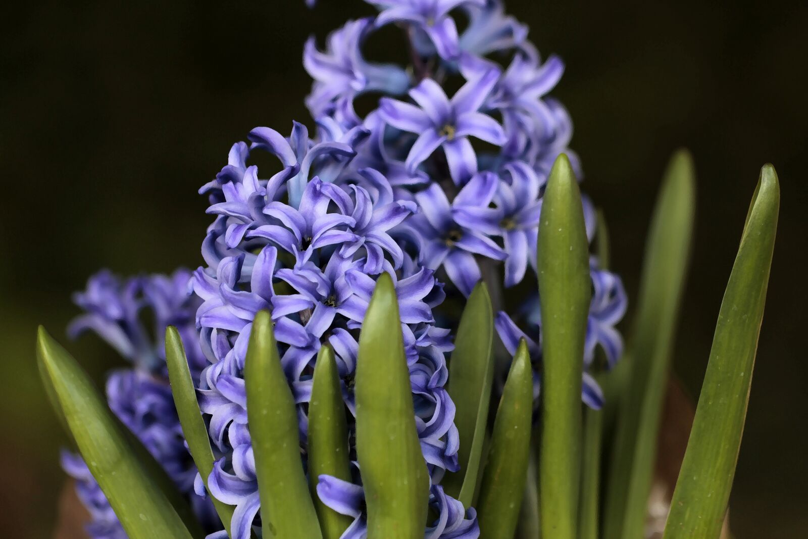 Canon EOS 60D sample photo. Hyacinth, plant, purple photography