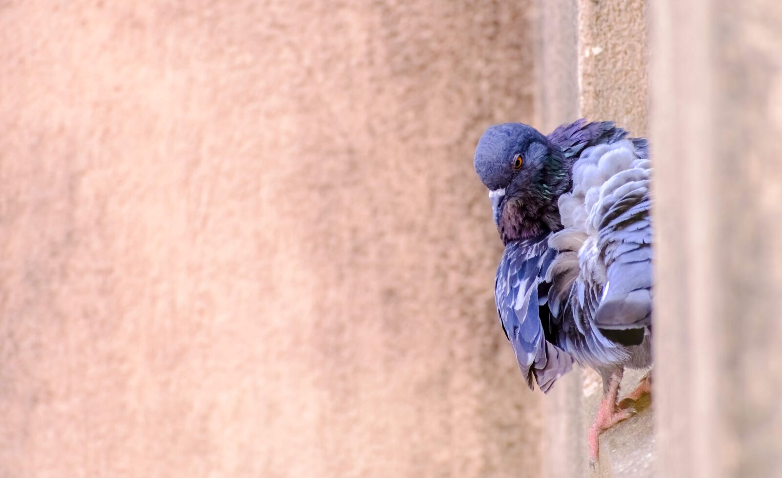 Nikon D3400 sample photo. Pigeon, dove, feathers photography