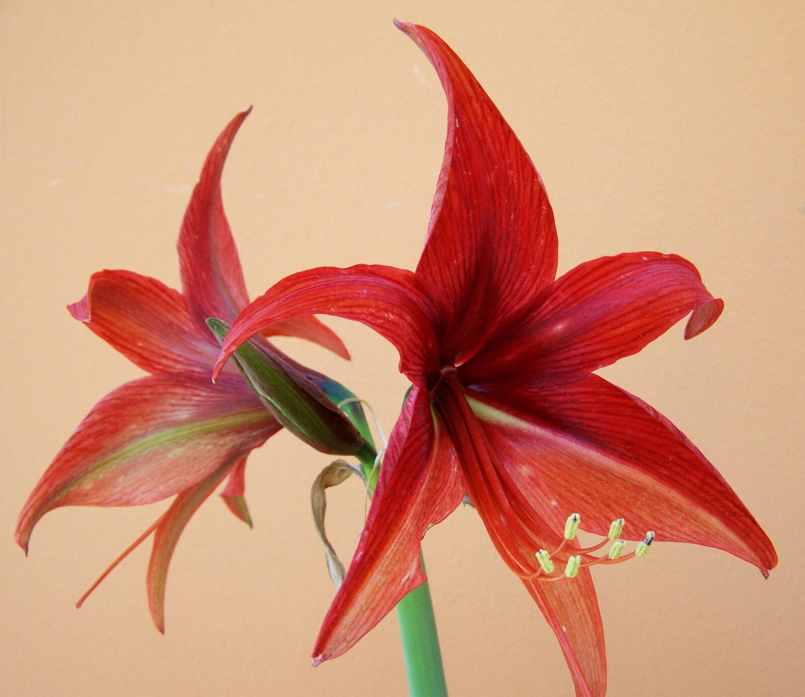 Kodak EASYSHARE ZD710 ZOOM DIGITAL CAMERA sample photo. Amaryllis, cone inflorescence, bulbous photography