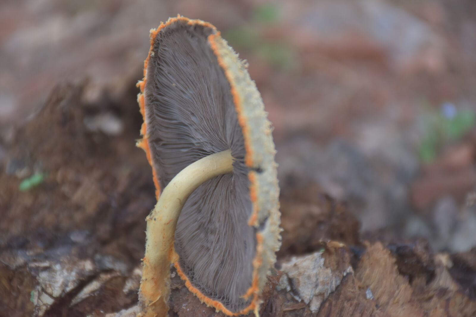 Nikon D5600 sample photo. Fungus, fungus umbrella, beautiful photography
