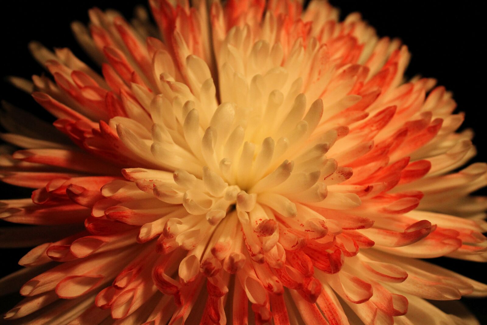 Canon EOS 1100D (EOS Rebel T3 / EOS Kiss X50) sample photo. Chrysanthemum, blossom, bloom photography