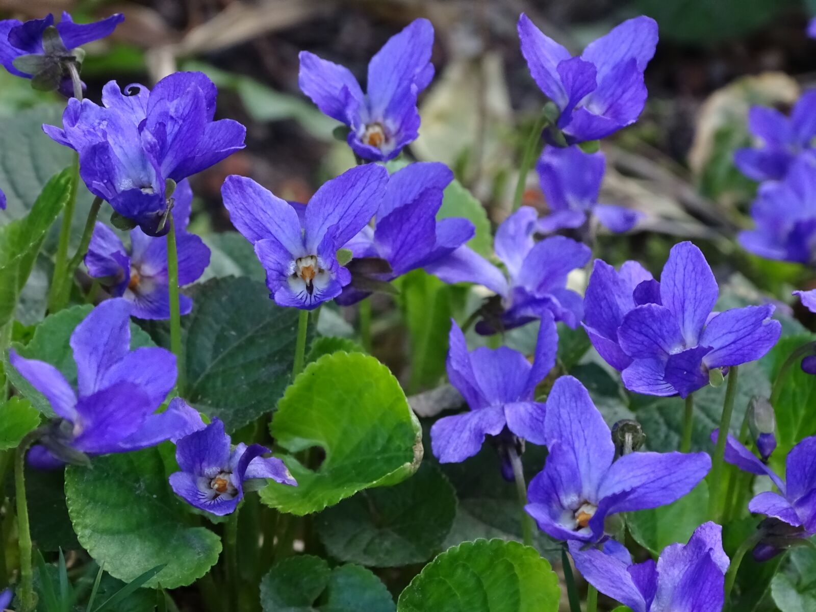 Sony Cyber-shot DSC-HX400V sample photo. Flower, plant, nature photography