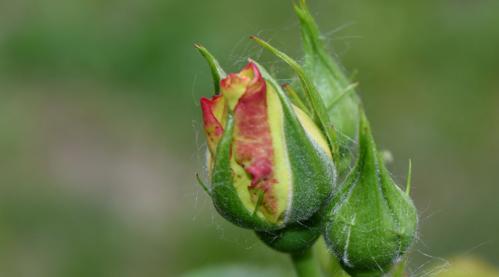 Nikon D5500 sample photo. Beautiful flowers, bright, bud photography
