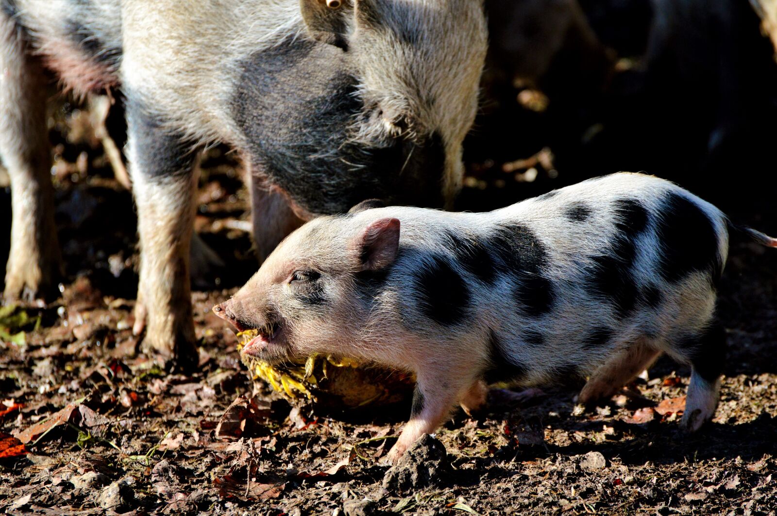 Nikon D3200 sample photo. Pot bellied pig, pig photography