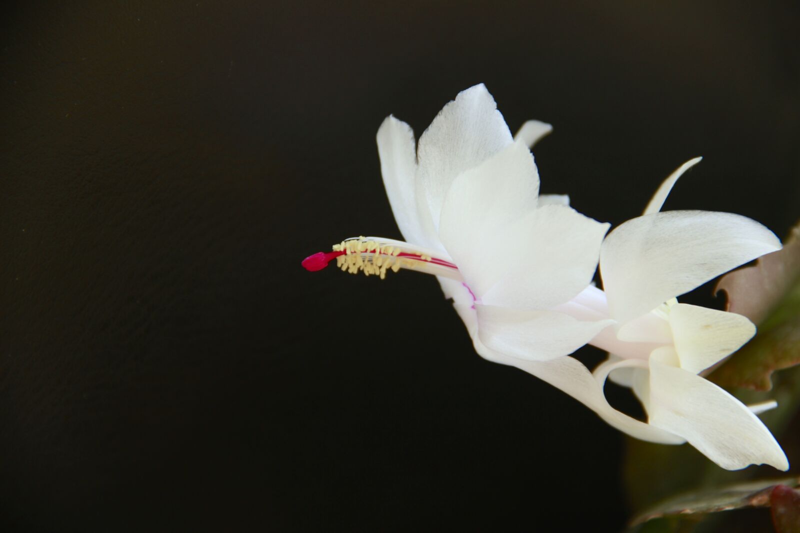 Canon EF-S 18-135mm F3.5-5.6 IS sample photo. Flower, 蟹爪兰, white photography