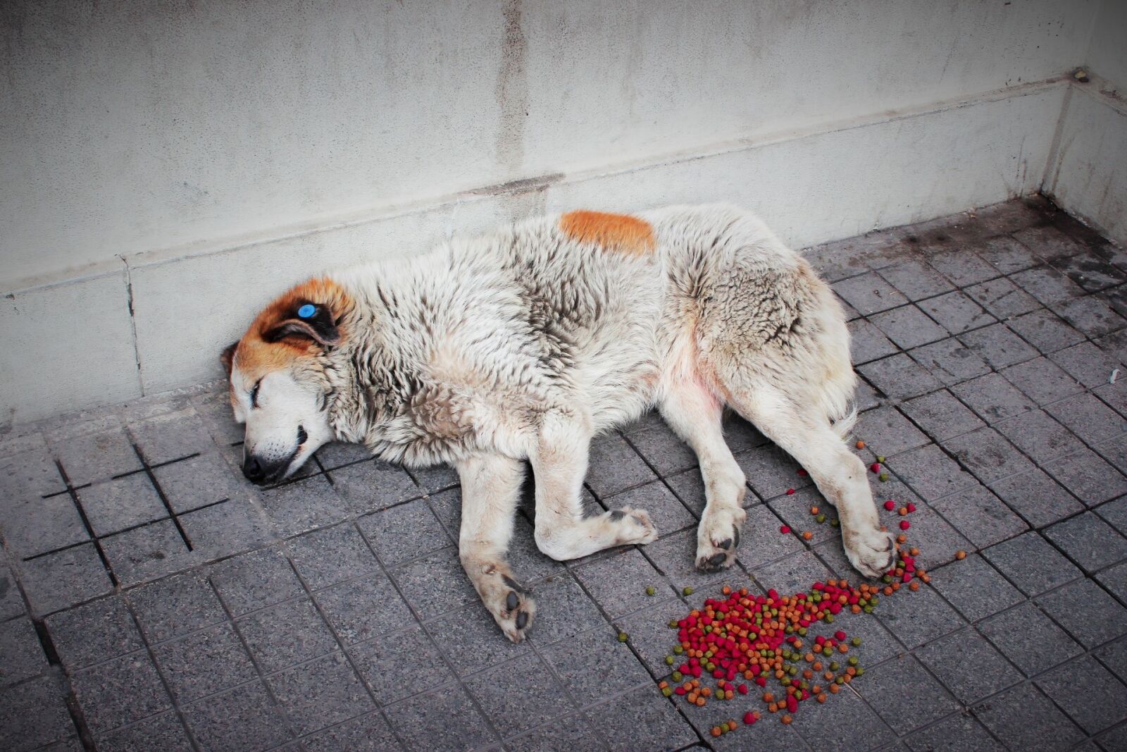 Canon EOS 600D (Rebel EOS T3i / EOS Kiss X5) sample photo. Street dog, animal, dog photography