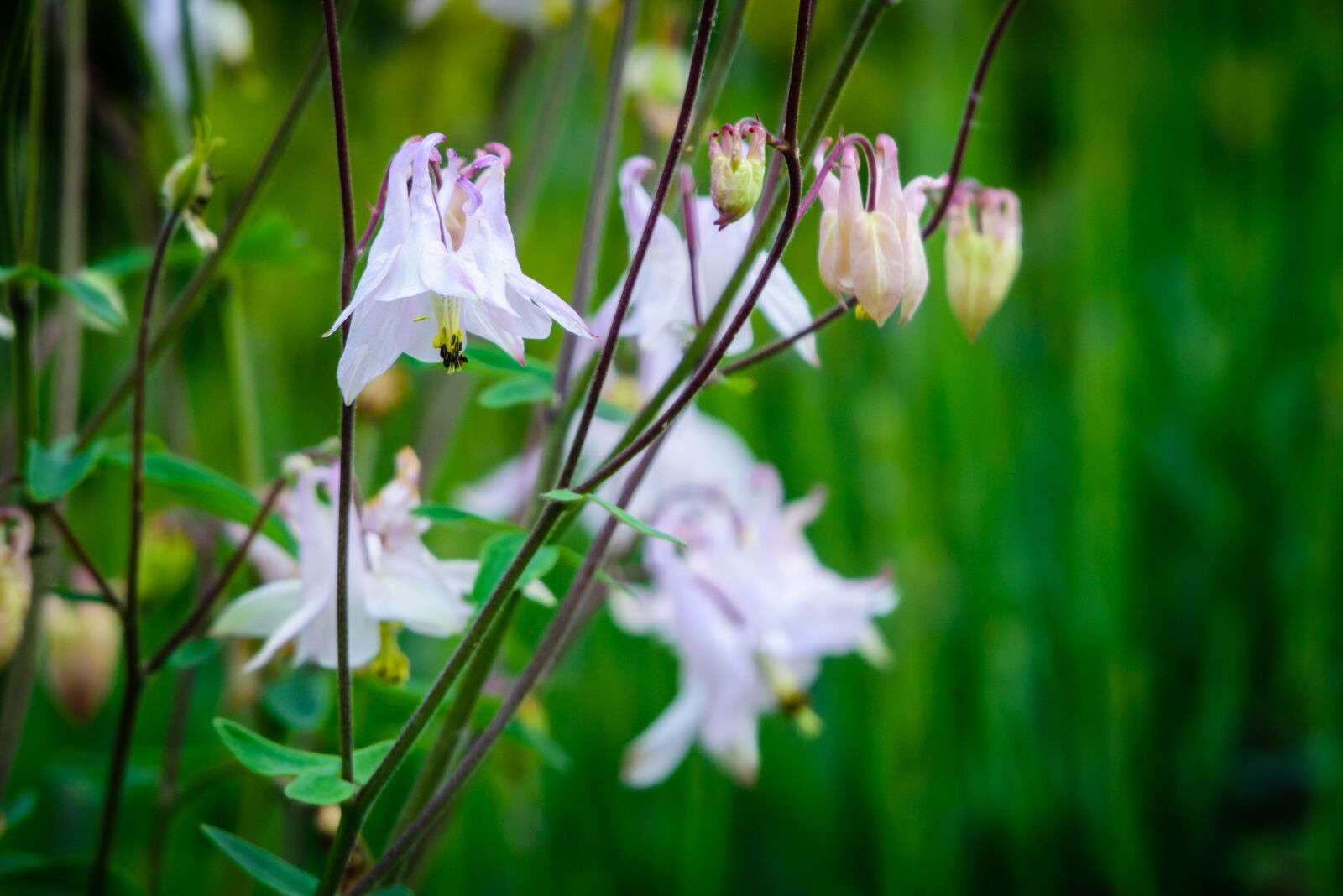 Nikon D7200 sample photo. Flower, flora, blossom photography