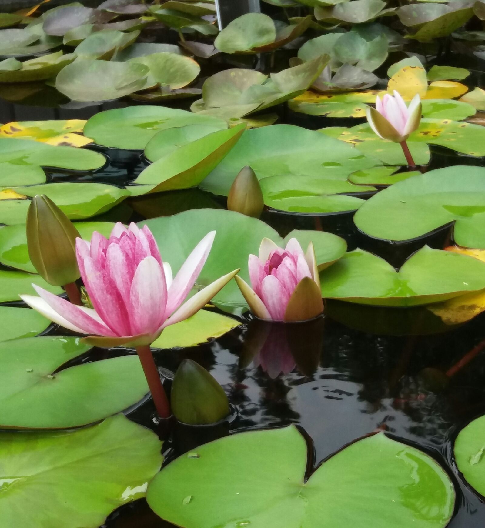 Samsung Galaxy J5(2016) sample photo. Water lily, pond, bloom photography