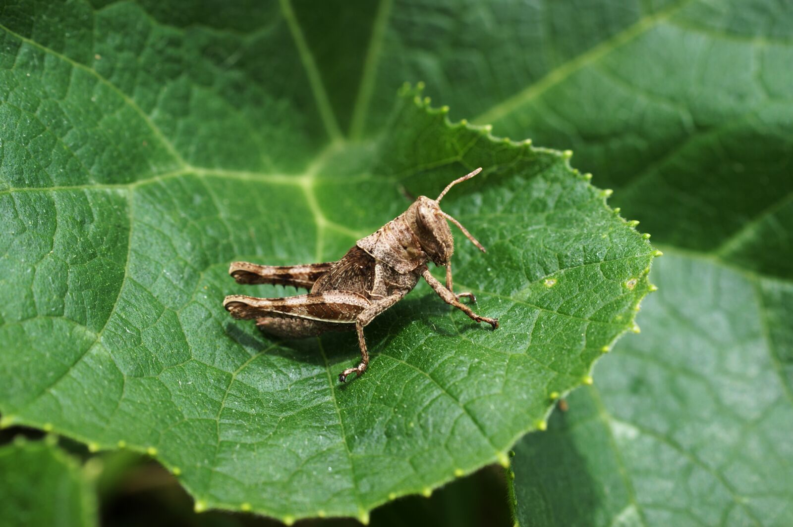 Sony Alpha DSLR-A390 sample photo. Insects, thebaid, quindio photography