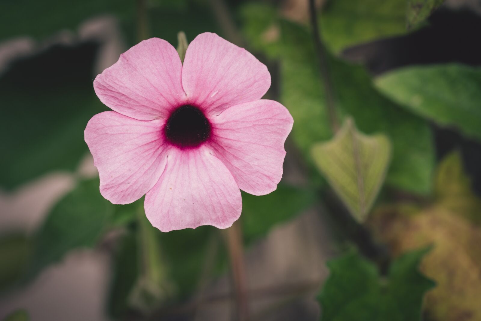 Nikon D750 sample photo. Blossom, bloom, pink photography