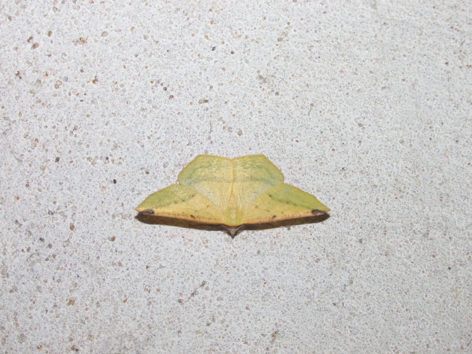 Canon PowerShot SX160 IS sample photo. Moth yellow, moth small photography