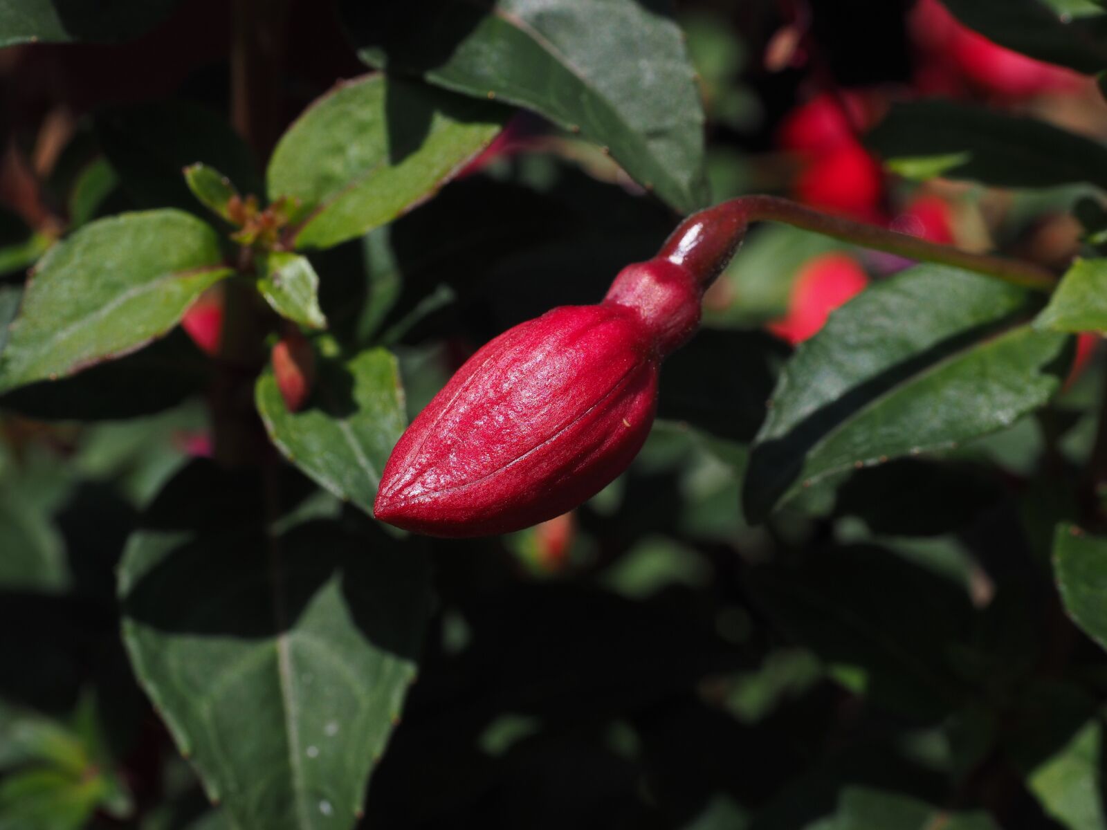 Olympus OM-D E-M1 + Olympus M.Zuiko Digital ED 12-40mm F2.8 Pro sample photo. Fuchsia, bud, flower photography