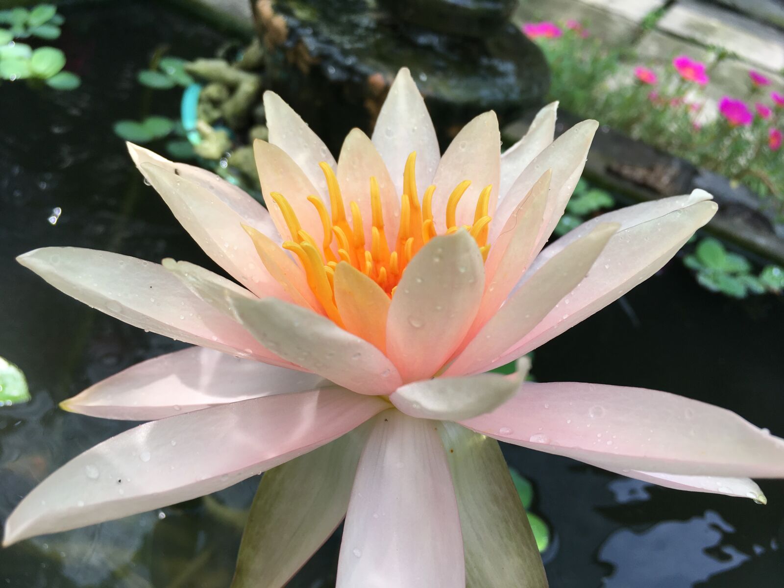 iPhone SE back camera 4.15mm f/2.2 sample photo. Water lily, yellow, blossom photography