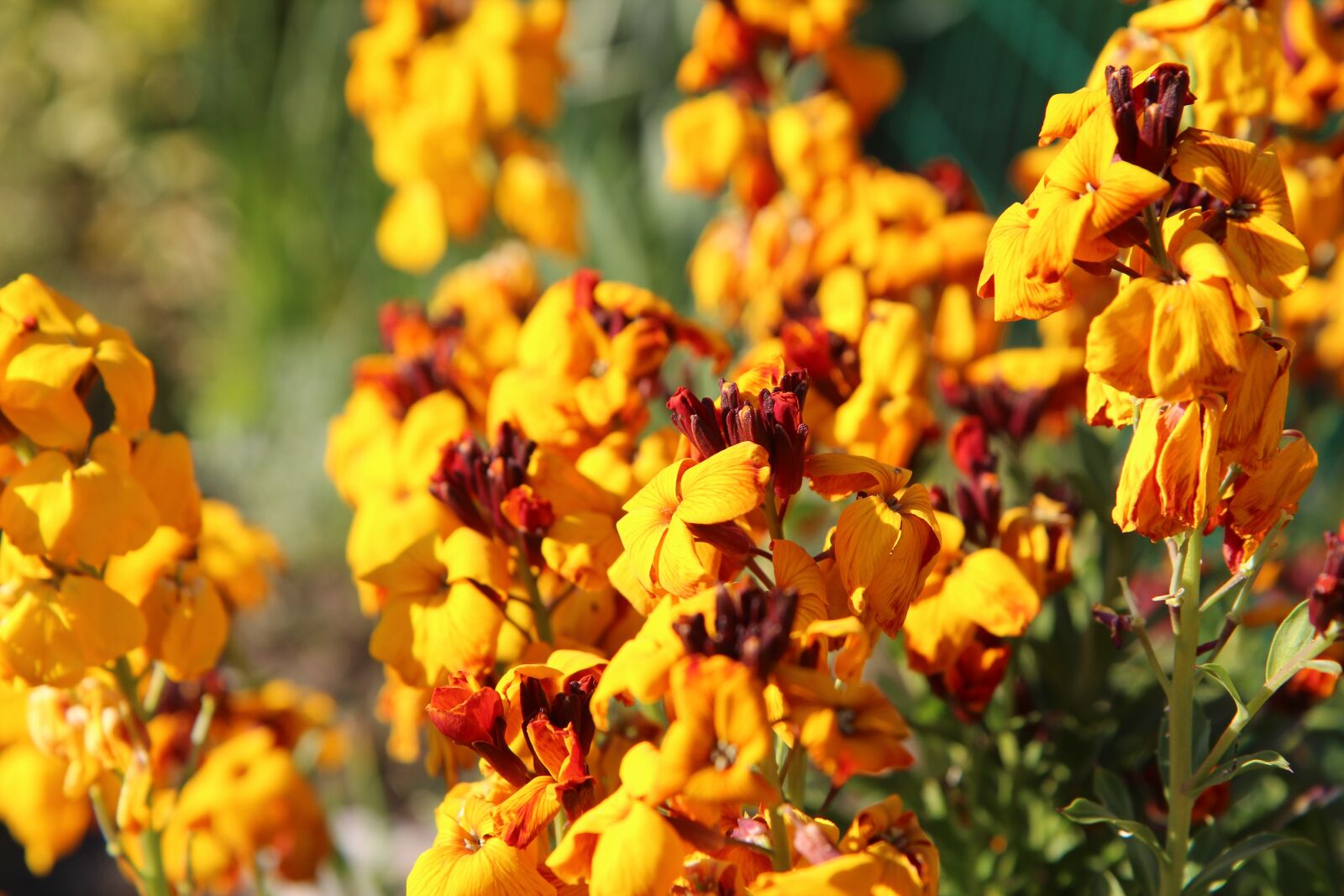 Canon EOS 600D (Rebel EOS T3i / EOS Kiss X5) sample photo. Wallflower, the flowers of photography