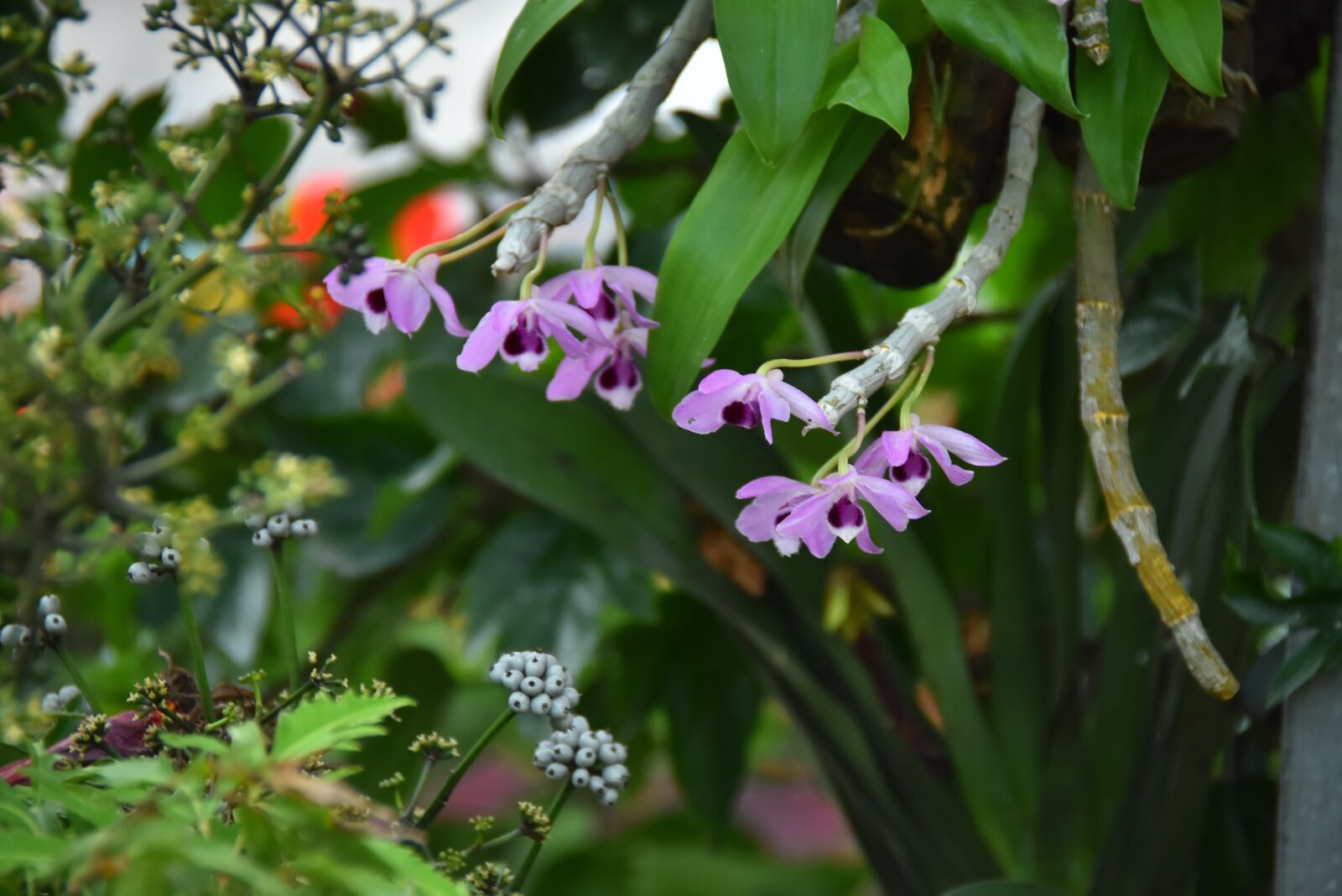 Nikon D7200 sample photo. Deep purple, orchid, aroma photography
