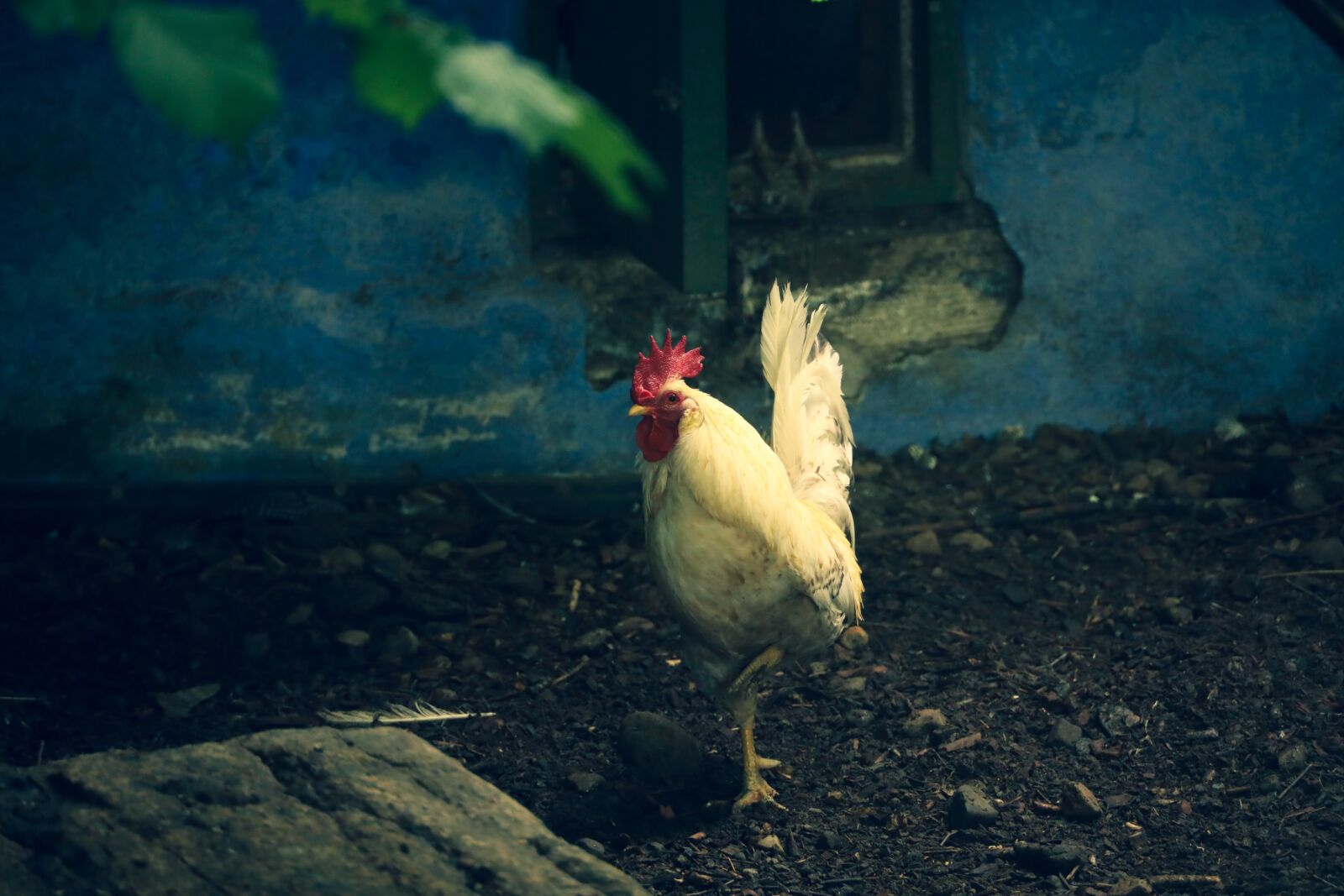 Canon RF 24-240mm F4-6.3 IS USM sample photo. Rooster, farm, chicken photography