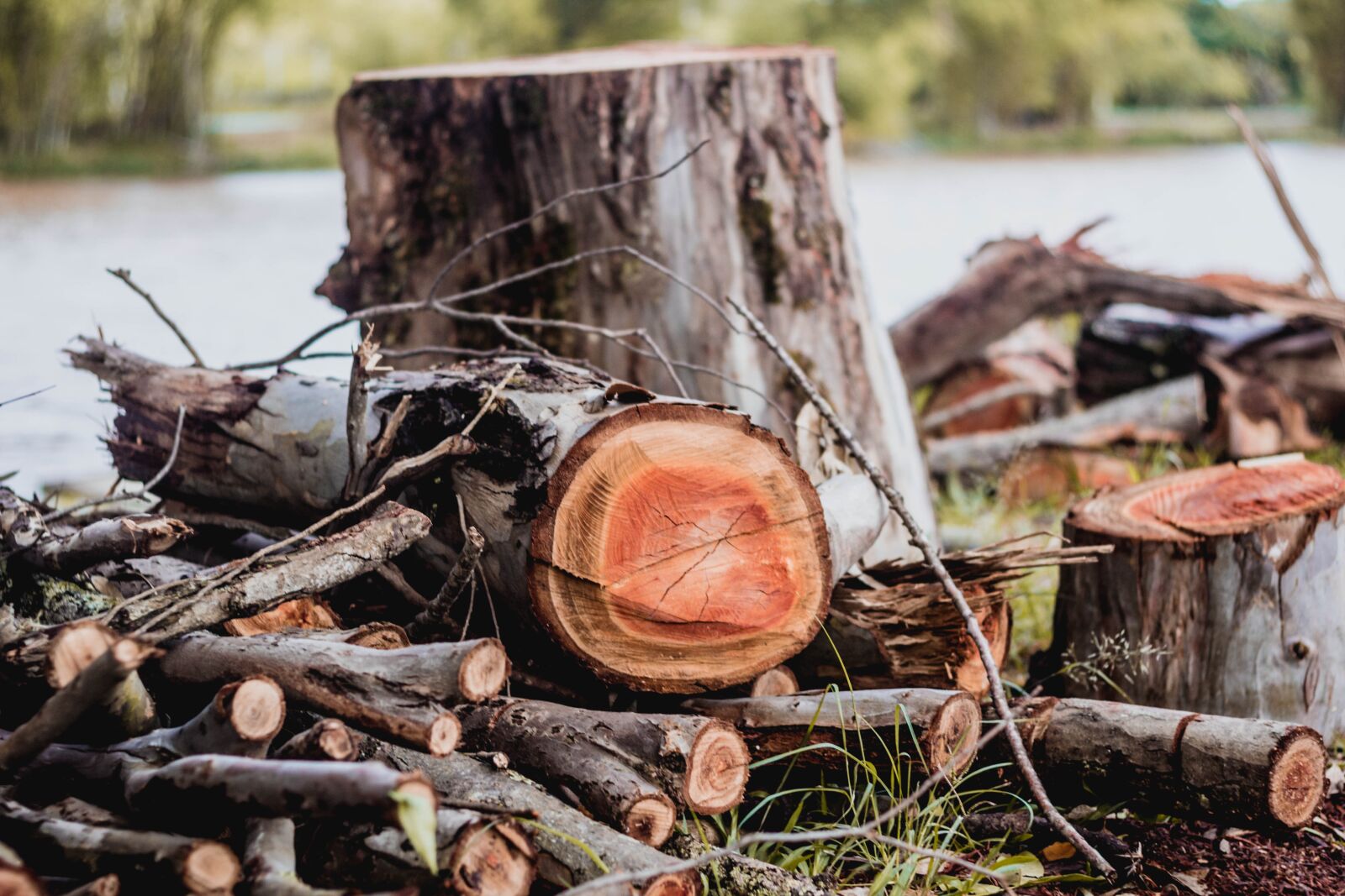 Canon EOS 600D (Rebel EOS T3i / EOS Kiss X5) + Canon EF 50mm F1.8 II sample photo. Trunk, wood, nature photography