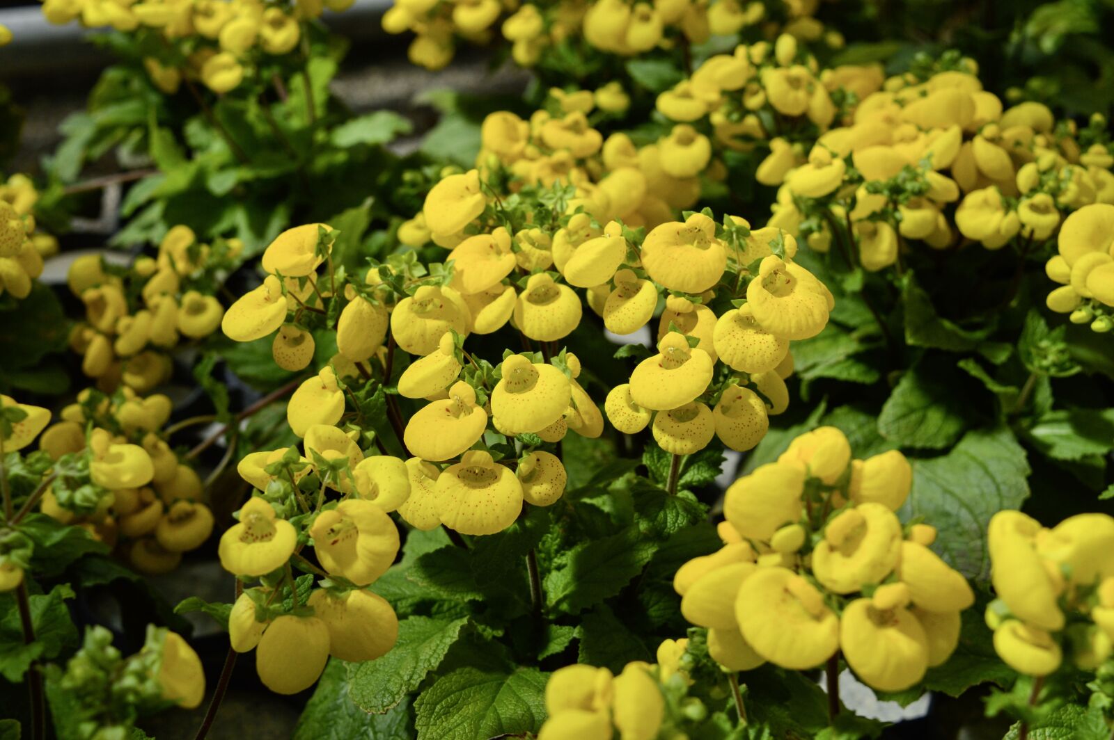 Nikon D3200 sample photo. Plant, nature, flower photography