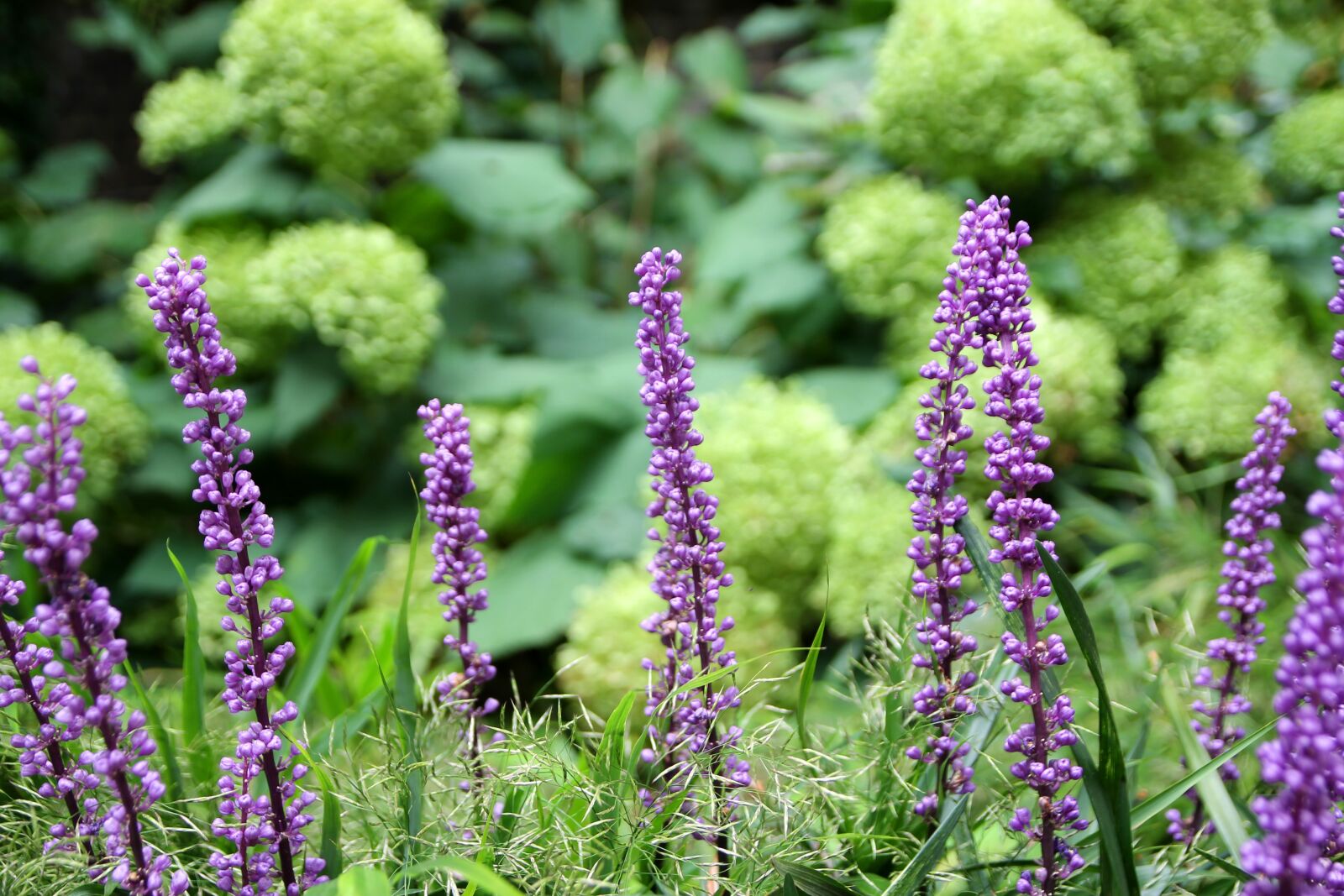 Canon EOS 1100D (EOS Rebel T3 / EOS Kiss X50) sample photo. Purple, lavender, green photography