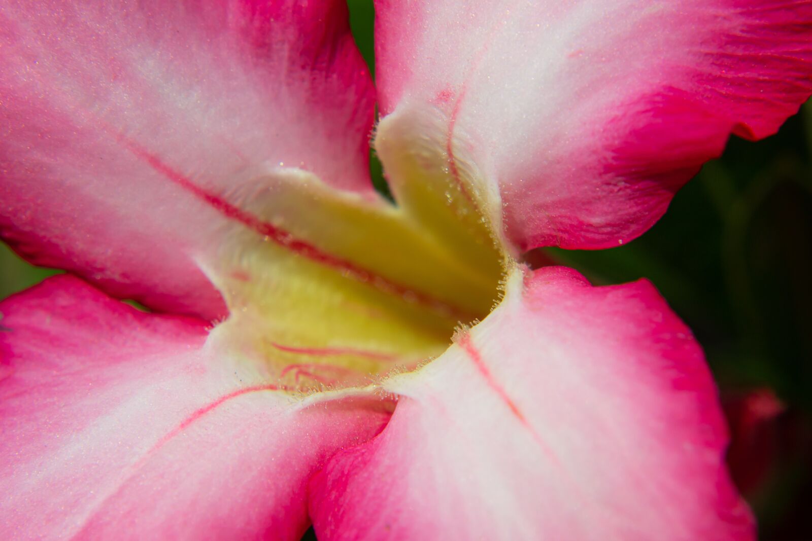 Nikon D3100 sample photo. Macro, sunlight, flower garden photography