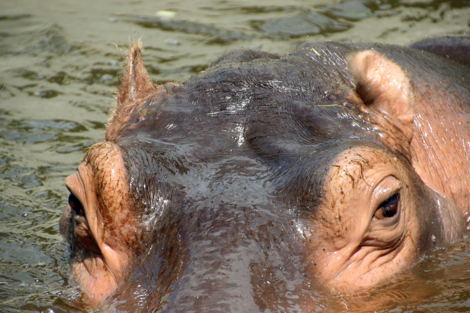 Canon EOS 600D (Rebel EOS T3i / EOS Kiss X5) sample photo. Hippo, hippopotamus, water photography