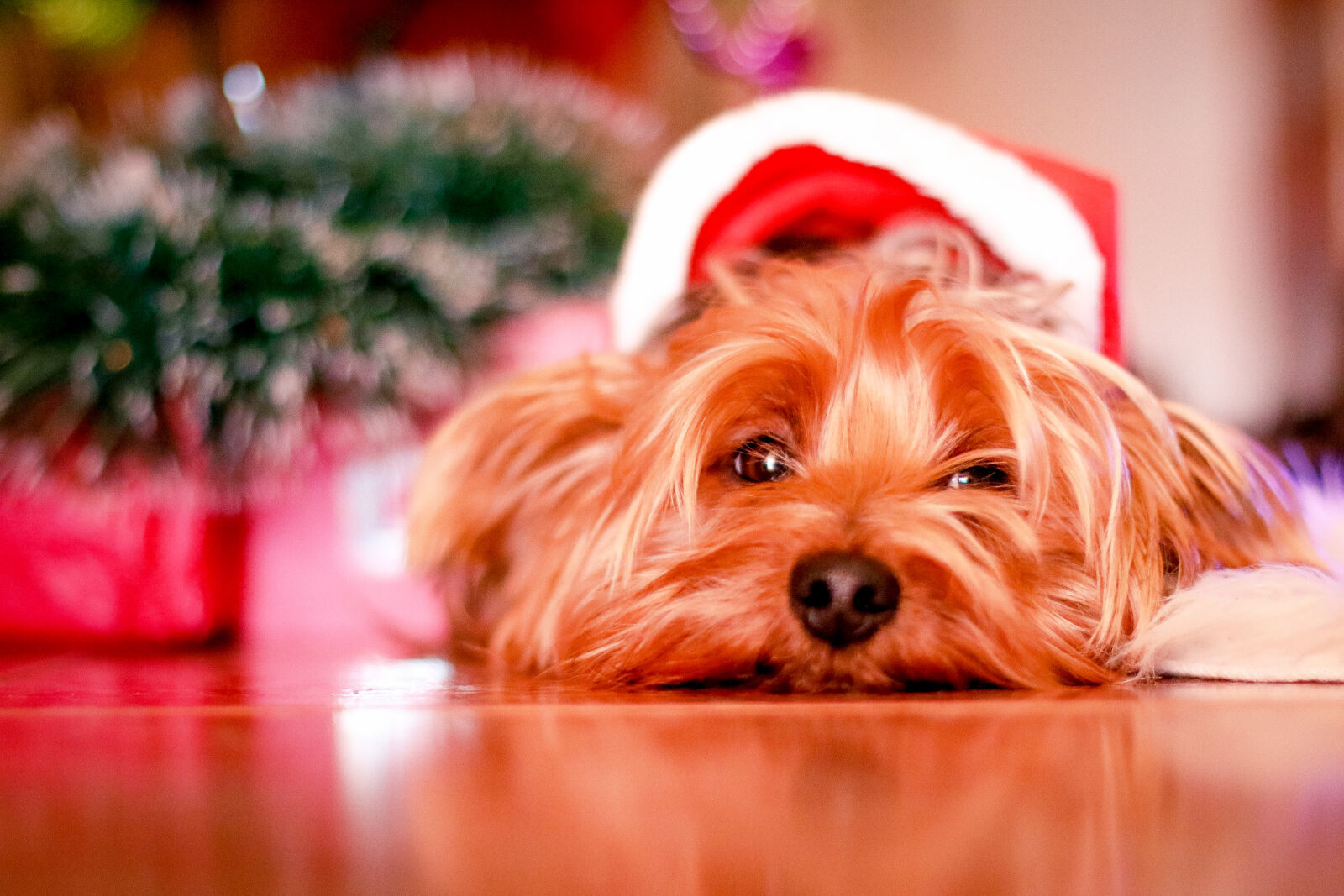Canon EOS 70D sample photo. Holiday, winter, dog, waiting photography