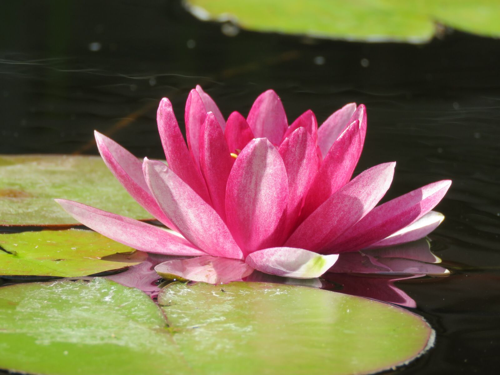 Canon PowerShot SX60 HS sample photo. Water lily, rose, flower photography