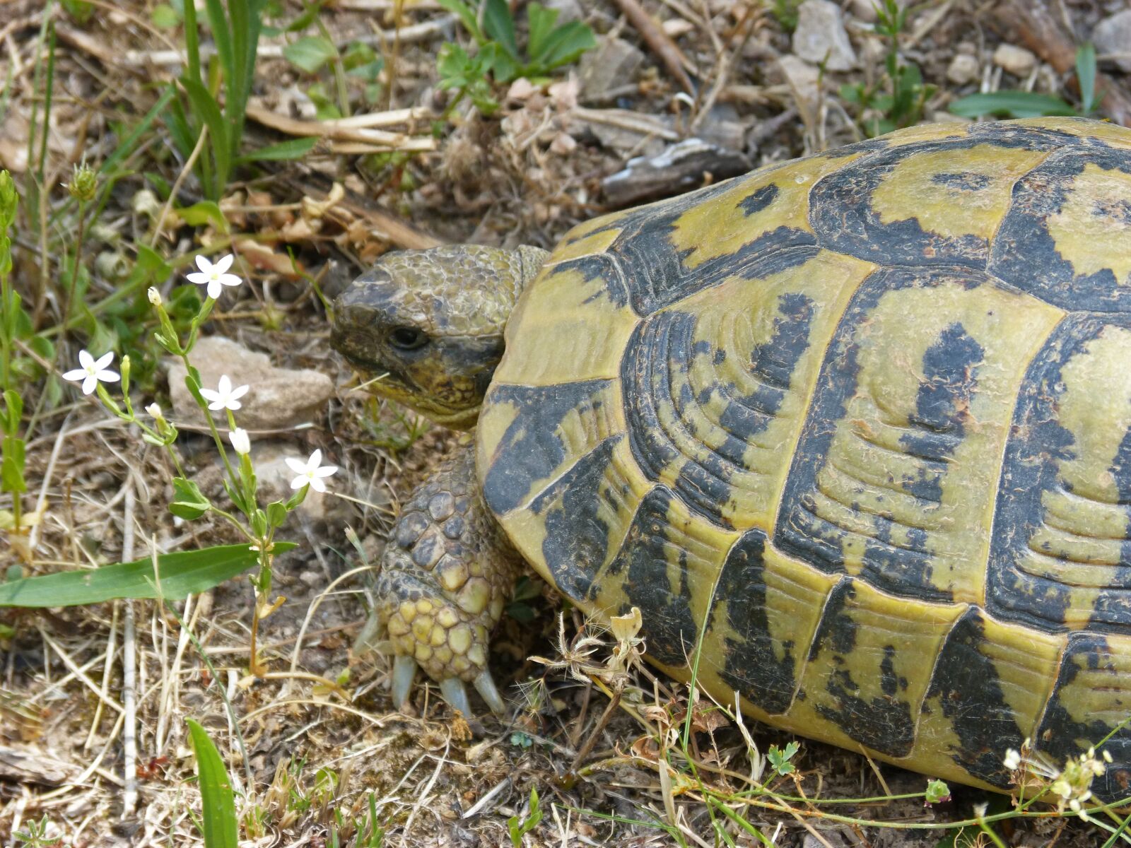 Panasonic DMC-FZ62 sample photo. Mediterranean tortoise, montsant natural photography